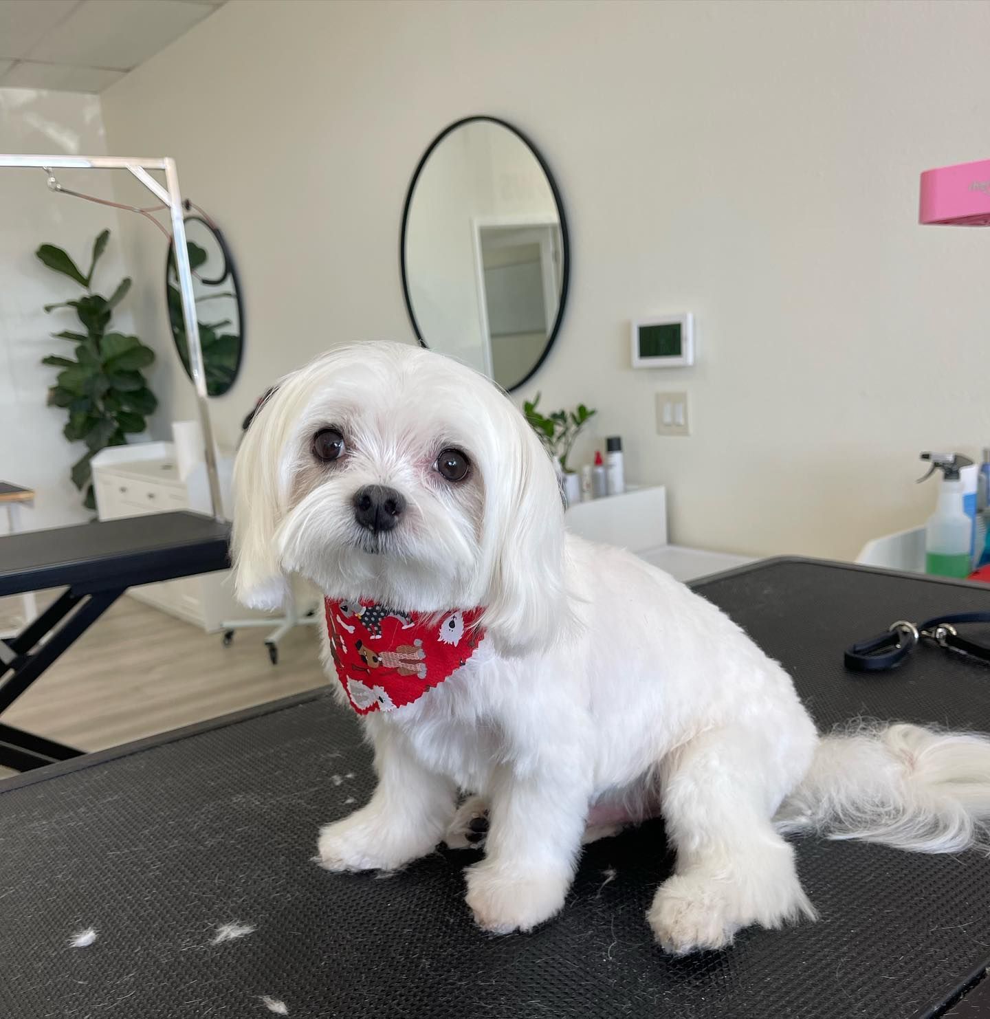 White Maltese dog with red bandana sitting on a grooming table indoors.