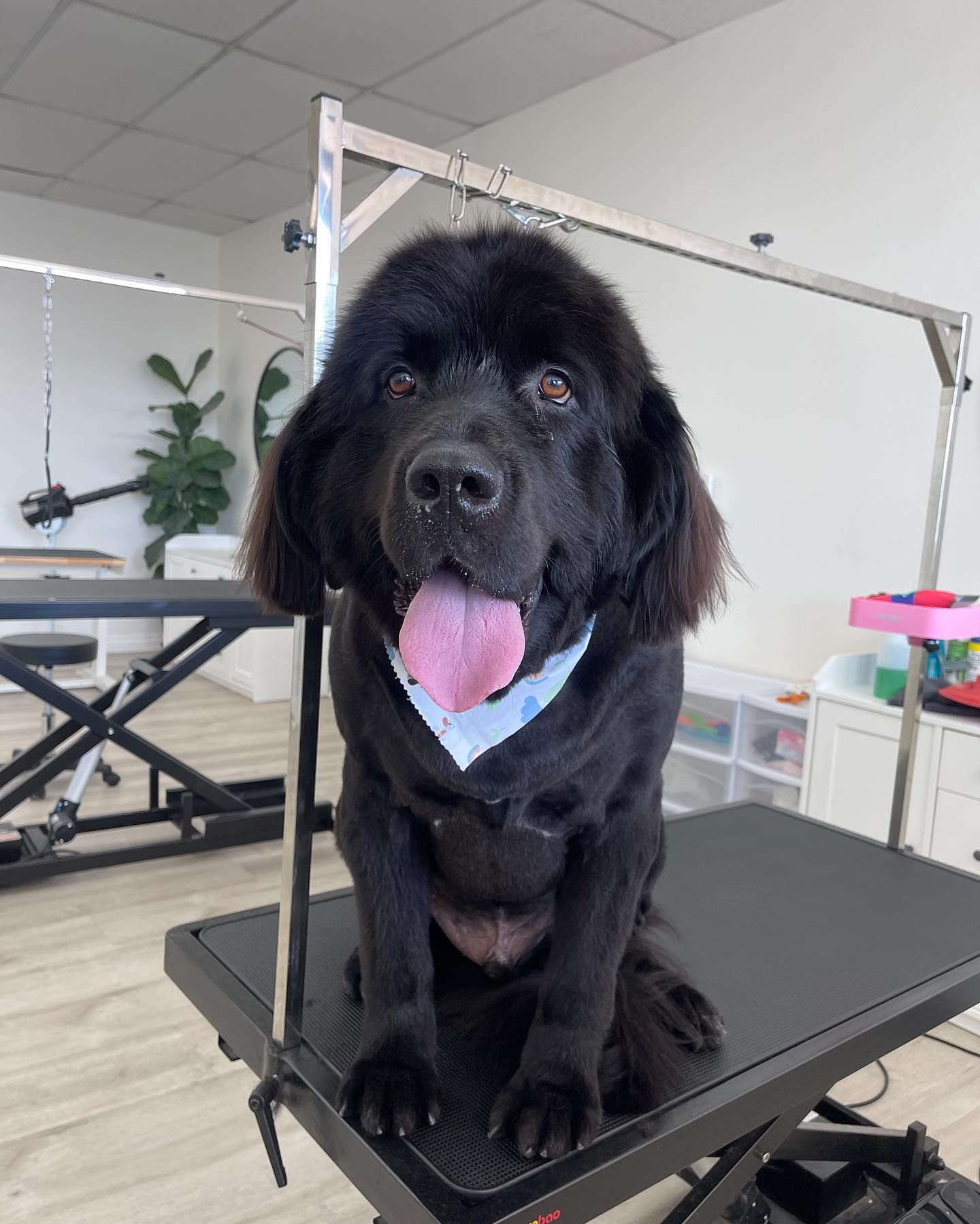Black Newfoundland dog, panting, wearing a bandana, sitting on grooming table.