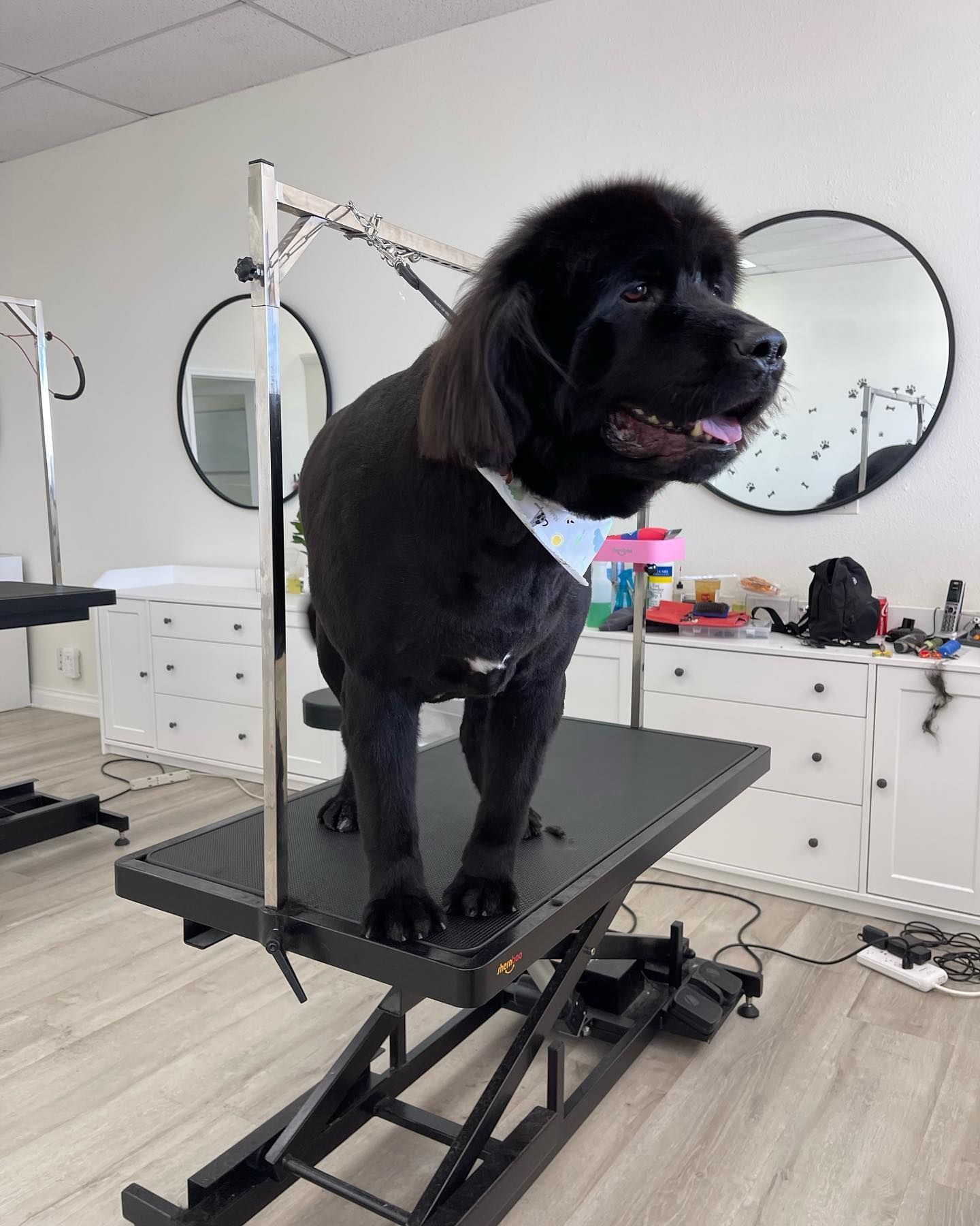 Black Newfoundland dog with short haircut on grooming table.
