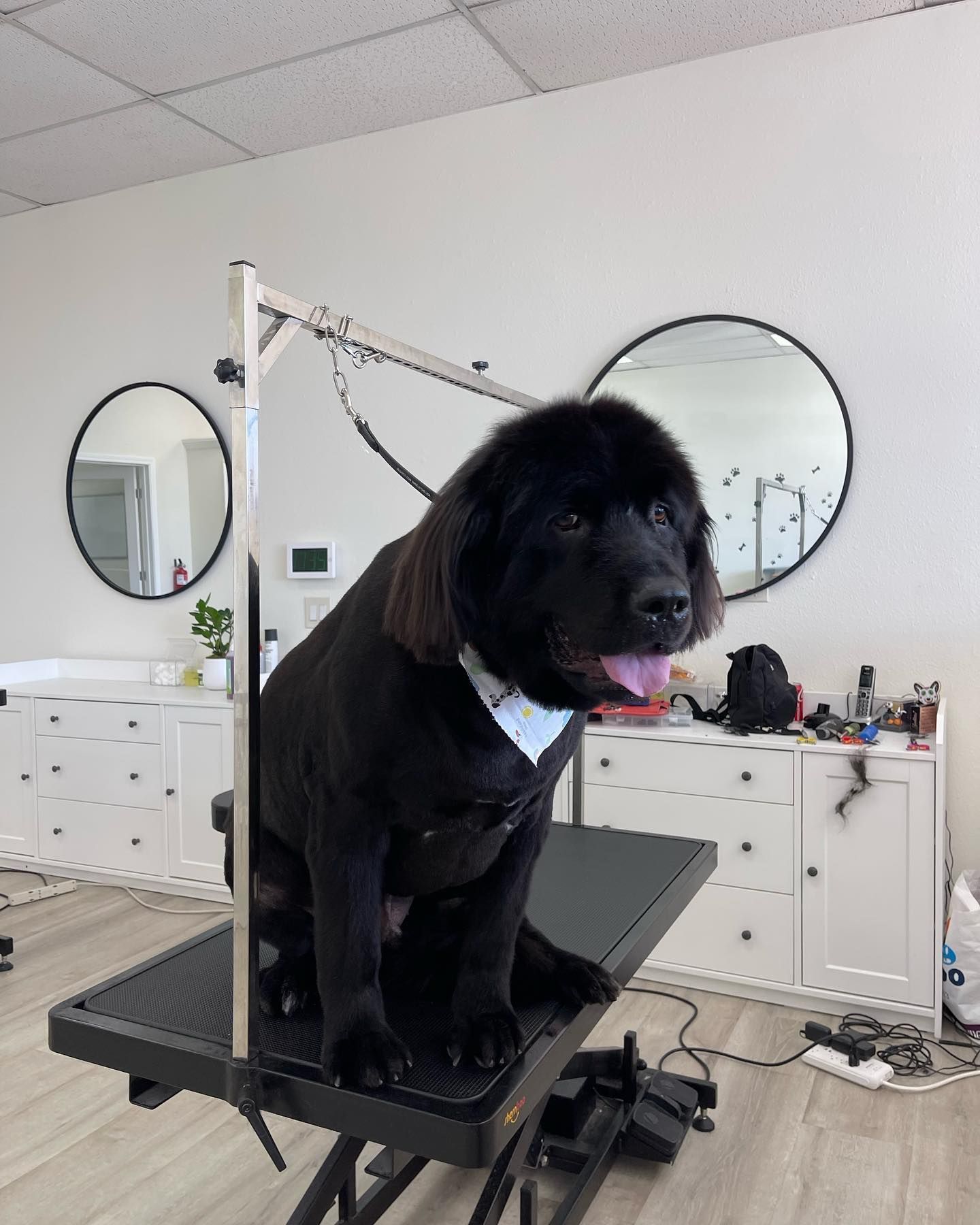 Black dog, freshly groomed, sits on grooming table with tongue out, in a salon.
