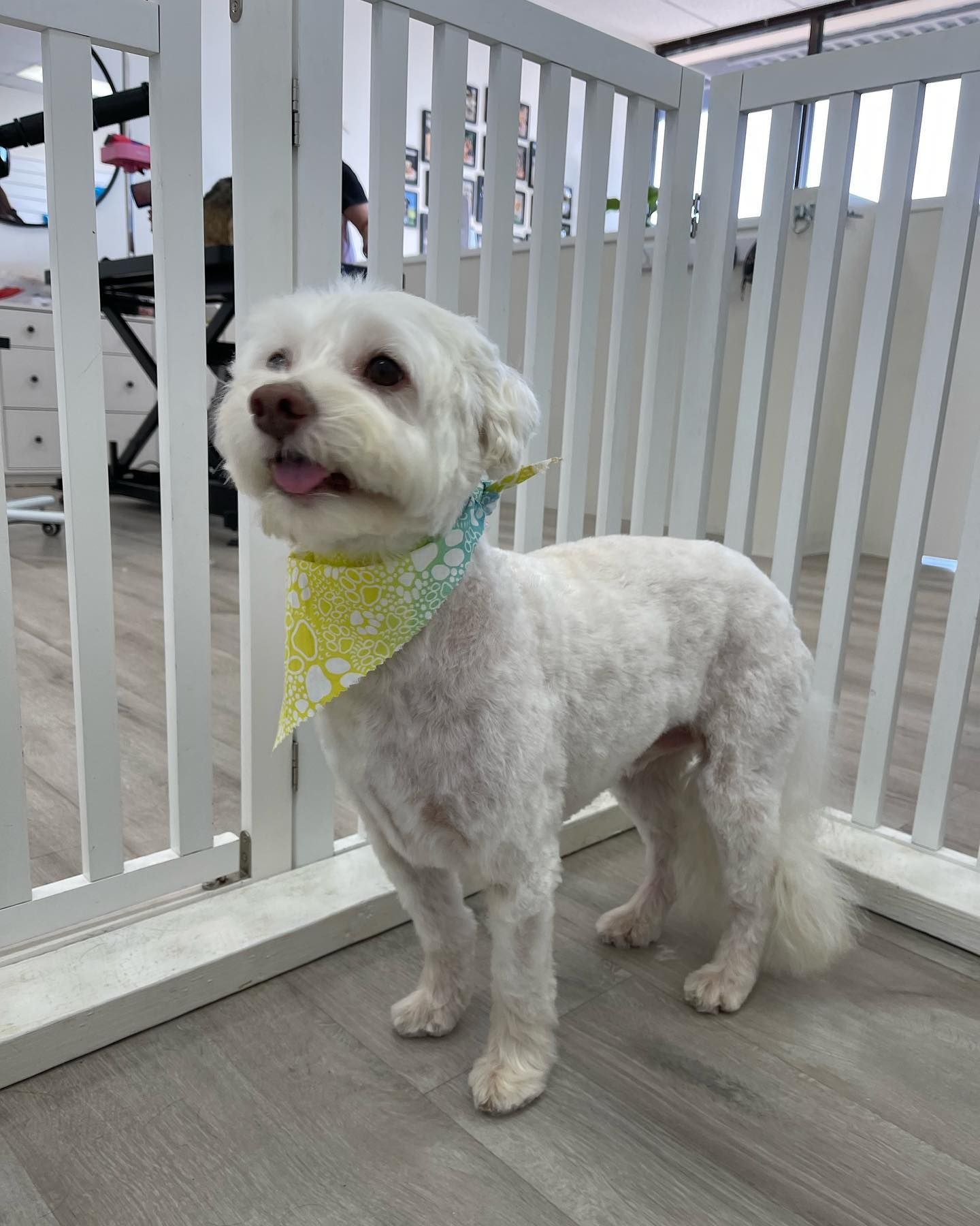 White fluffy dog with a yellow bandana, standing in a white gated area.