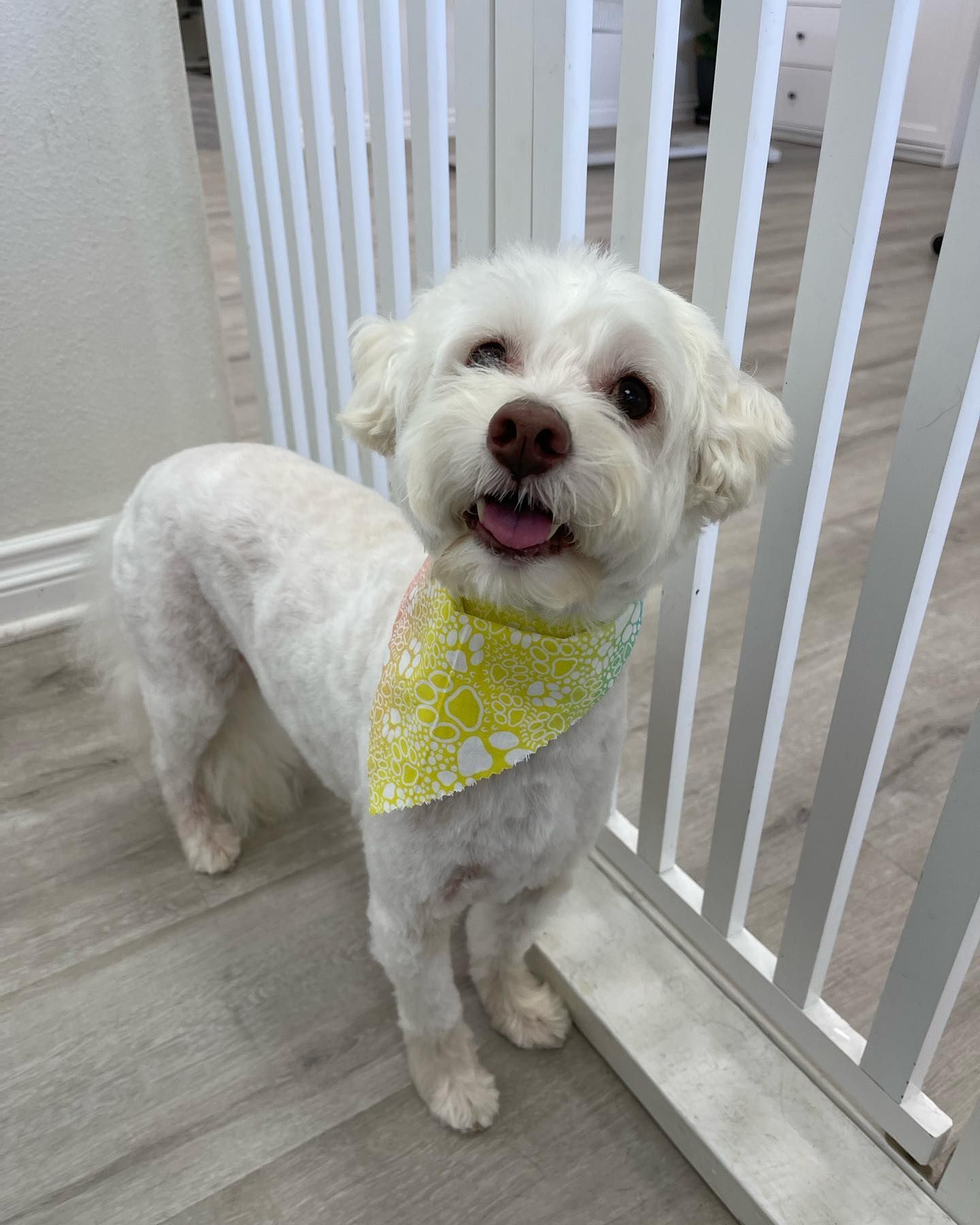 White dog with shaved body, wearing a yellow bandana, smiling, standing next to a white gate.