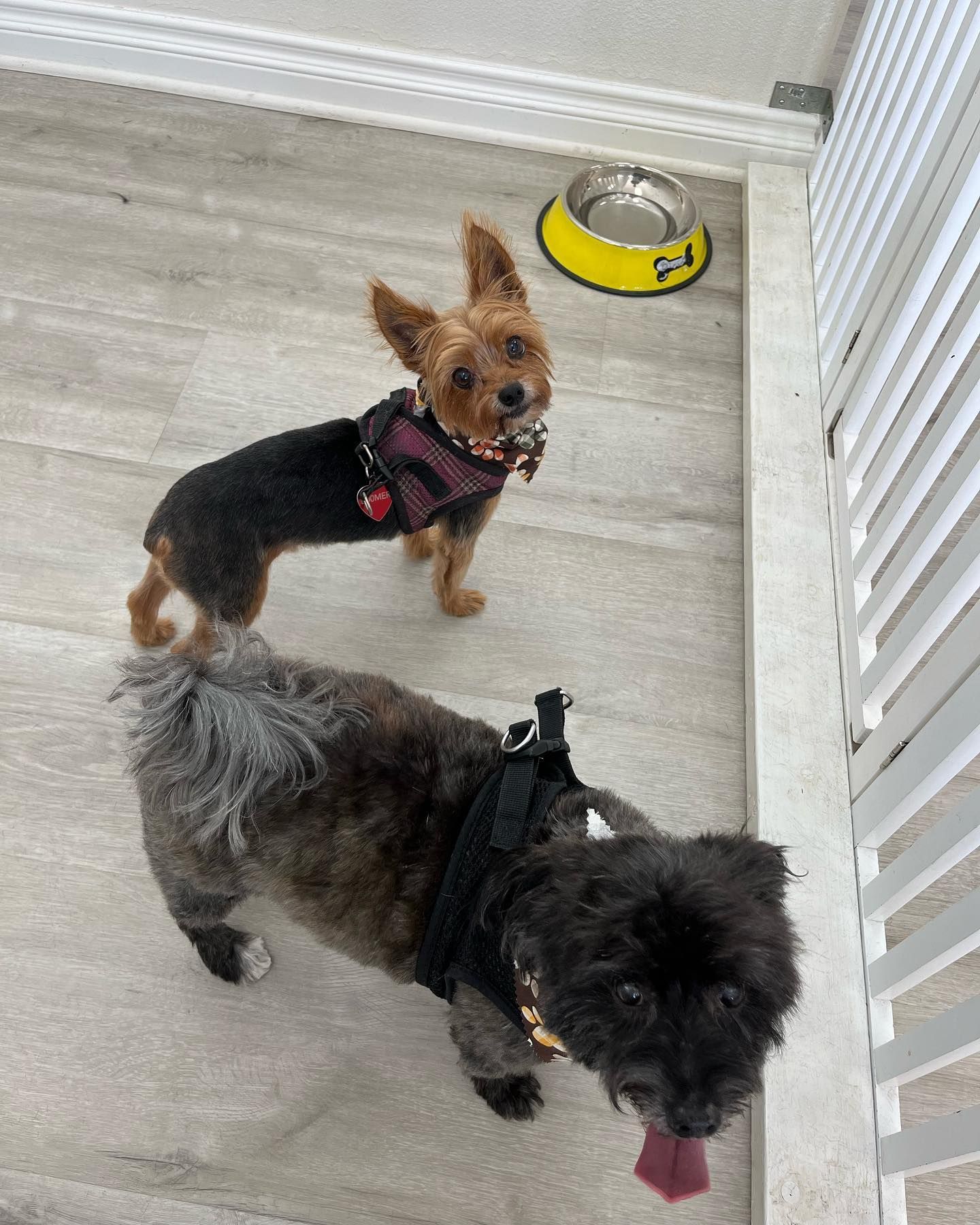 Two small dogs, one Yorkshire Terrier, and one black dog, looking up.