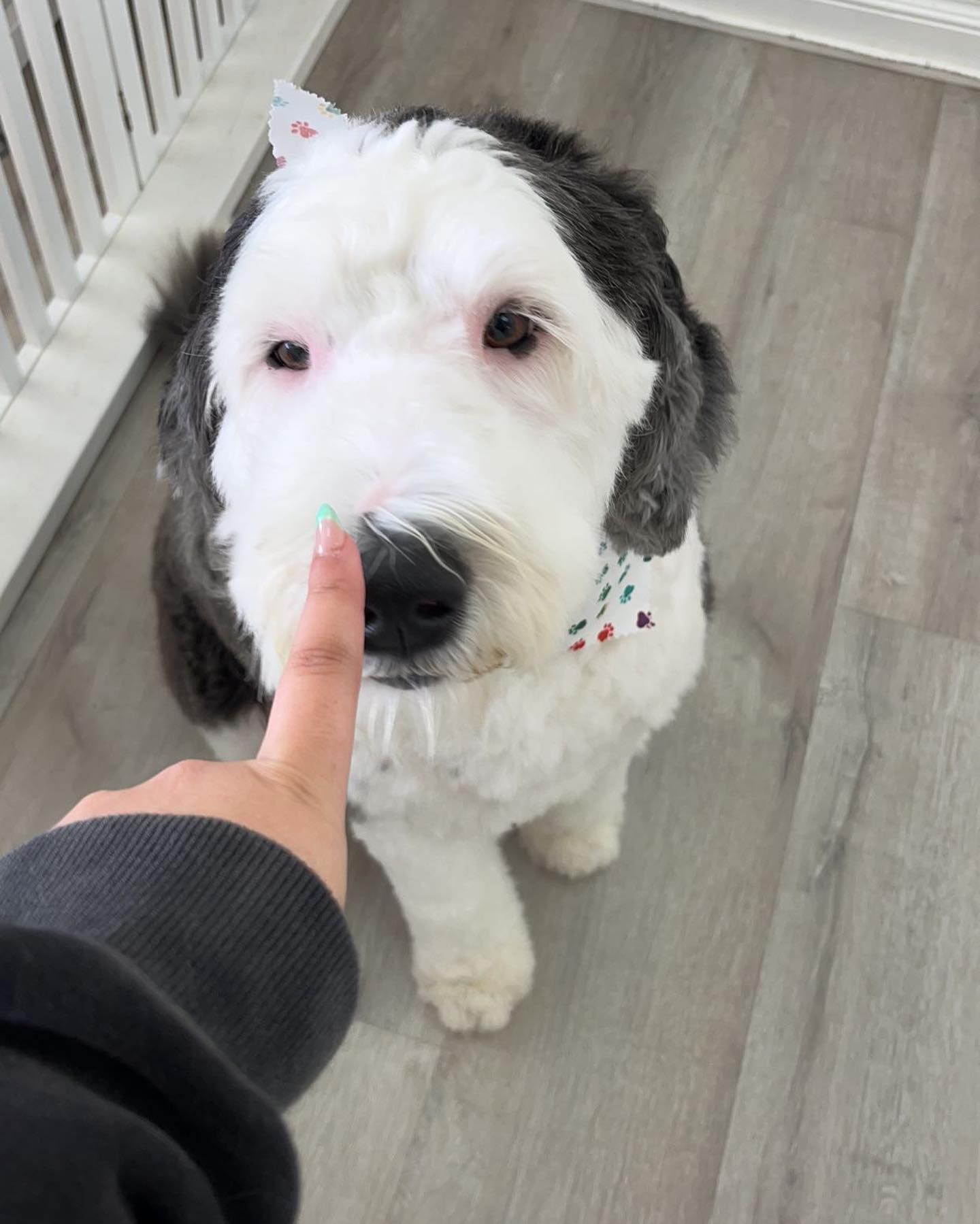 Old English Sheepdog with white and grey fur, being touched on the nose by a finger. Light grey floor.