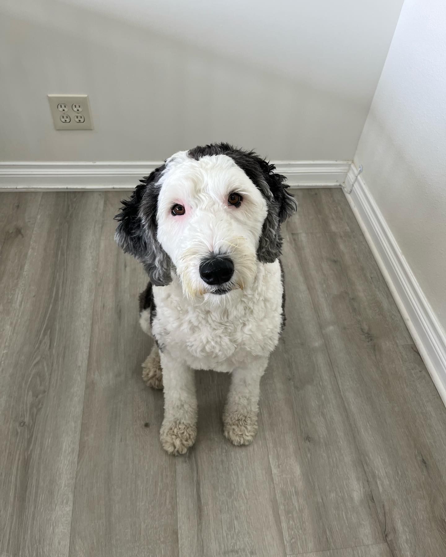 Black and white dog with curly fur sits, looking up, in a room with light wood floors.