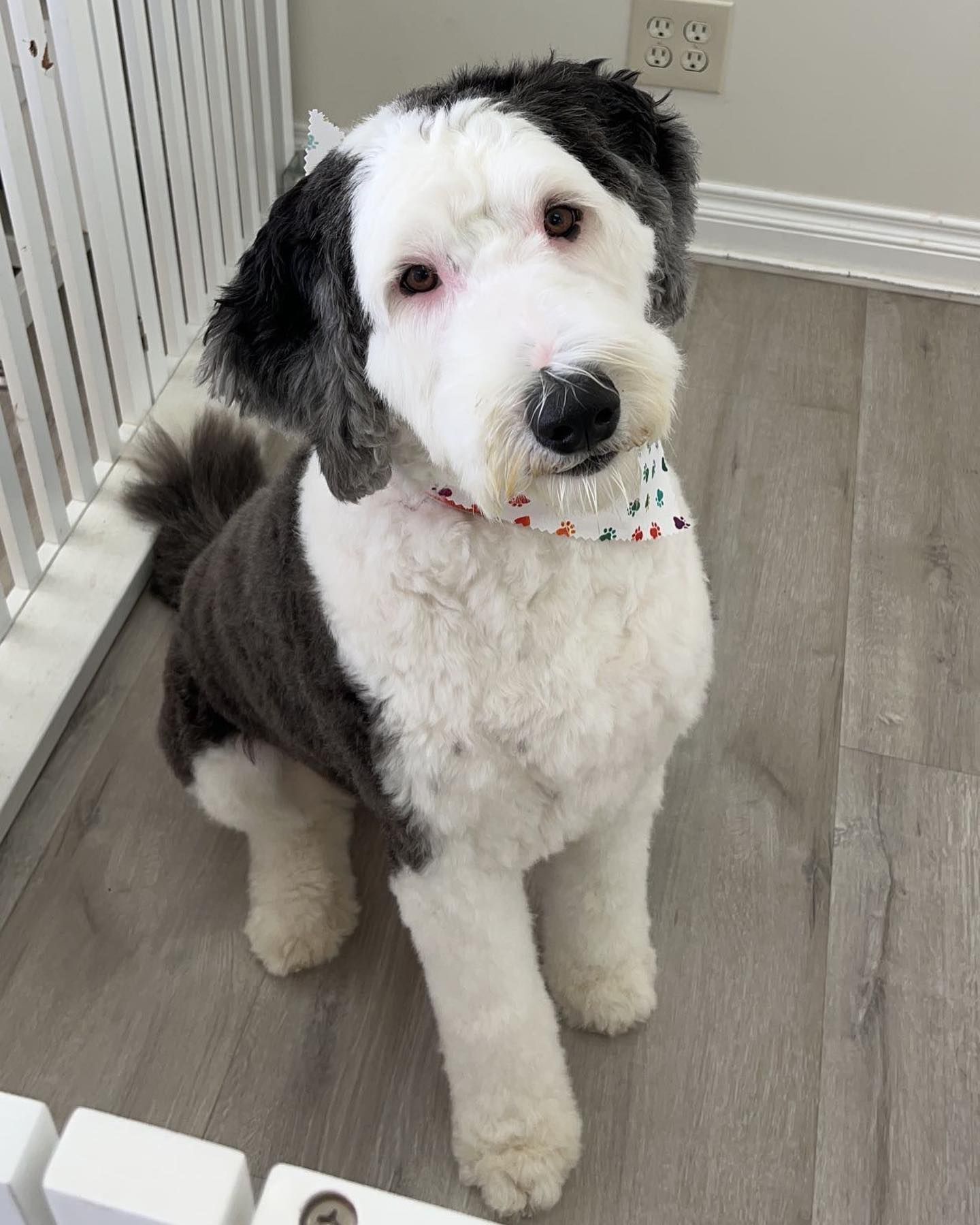 Fluffy black and white dog with a bandana, sitting on a wood floor near a white gate.