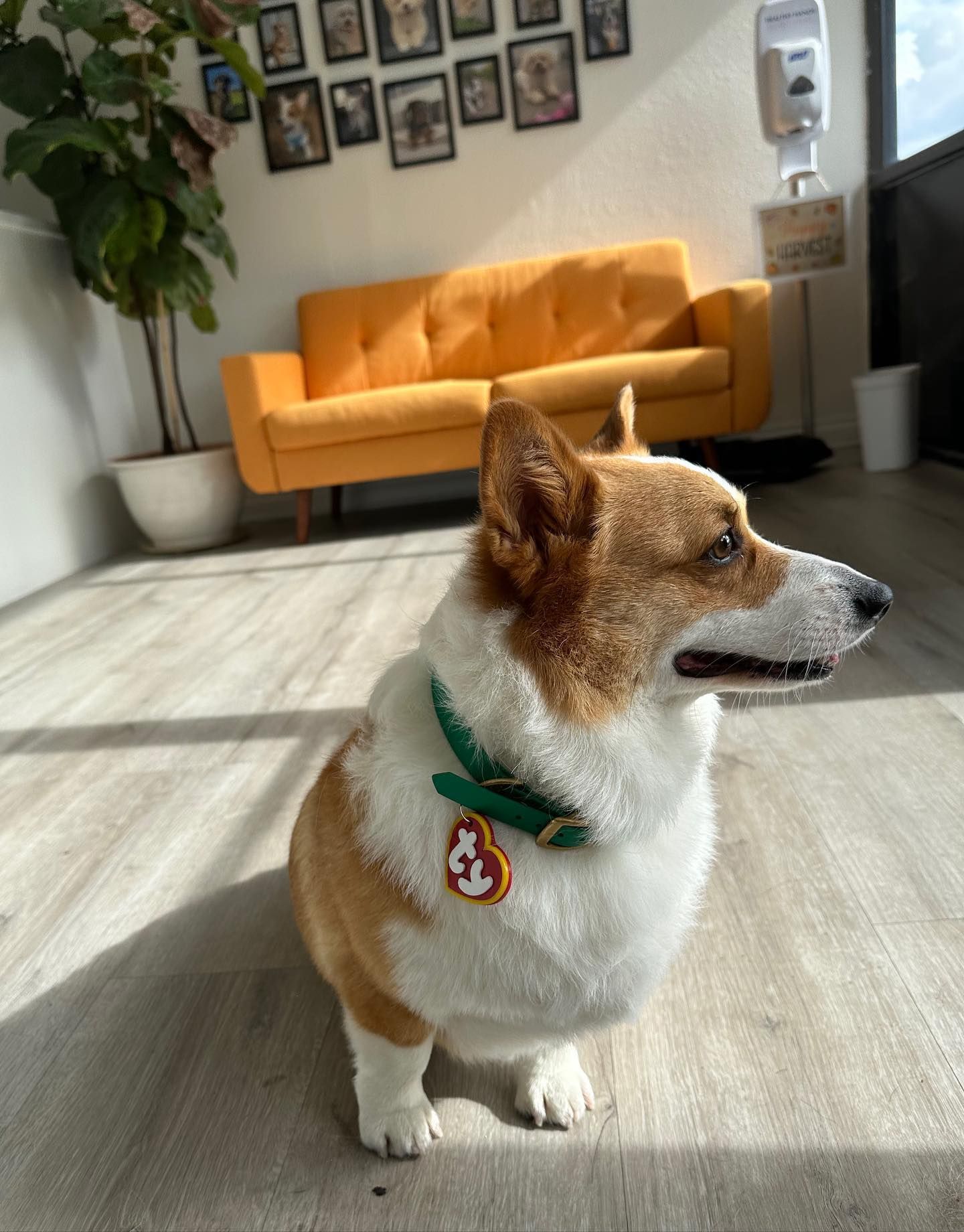 A corgi wearing a green collar with a Ty tag, inside a room with a yellow sofa and pictures on the wall.