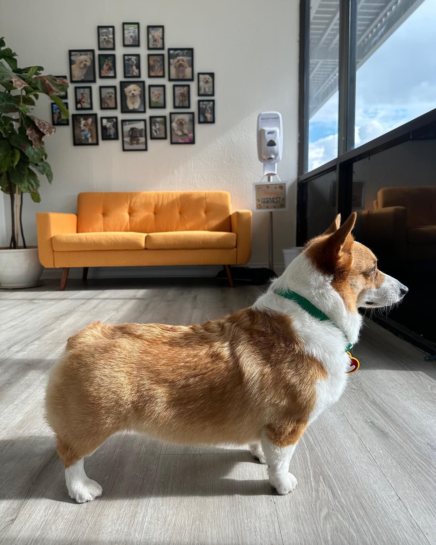 Corgi standing indoors, looking right. Orange sofa, dog photos, and a window are in the background.