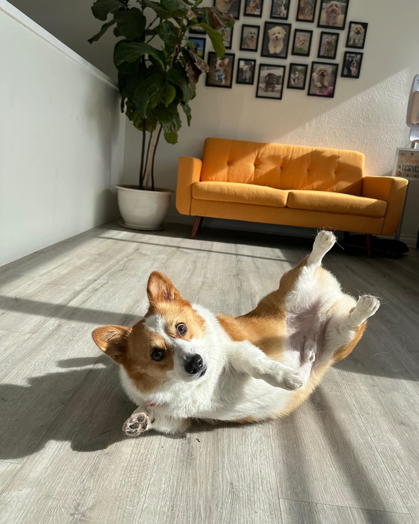 Corgi on its back, indoors. Gold couch, plant, and photos on wall in background.