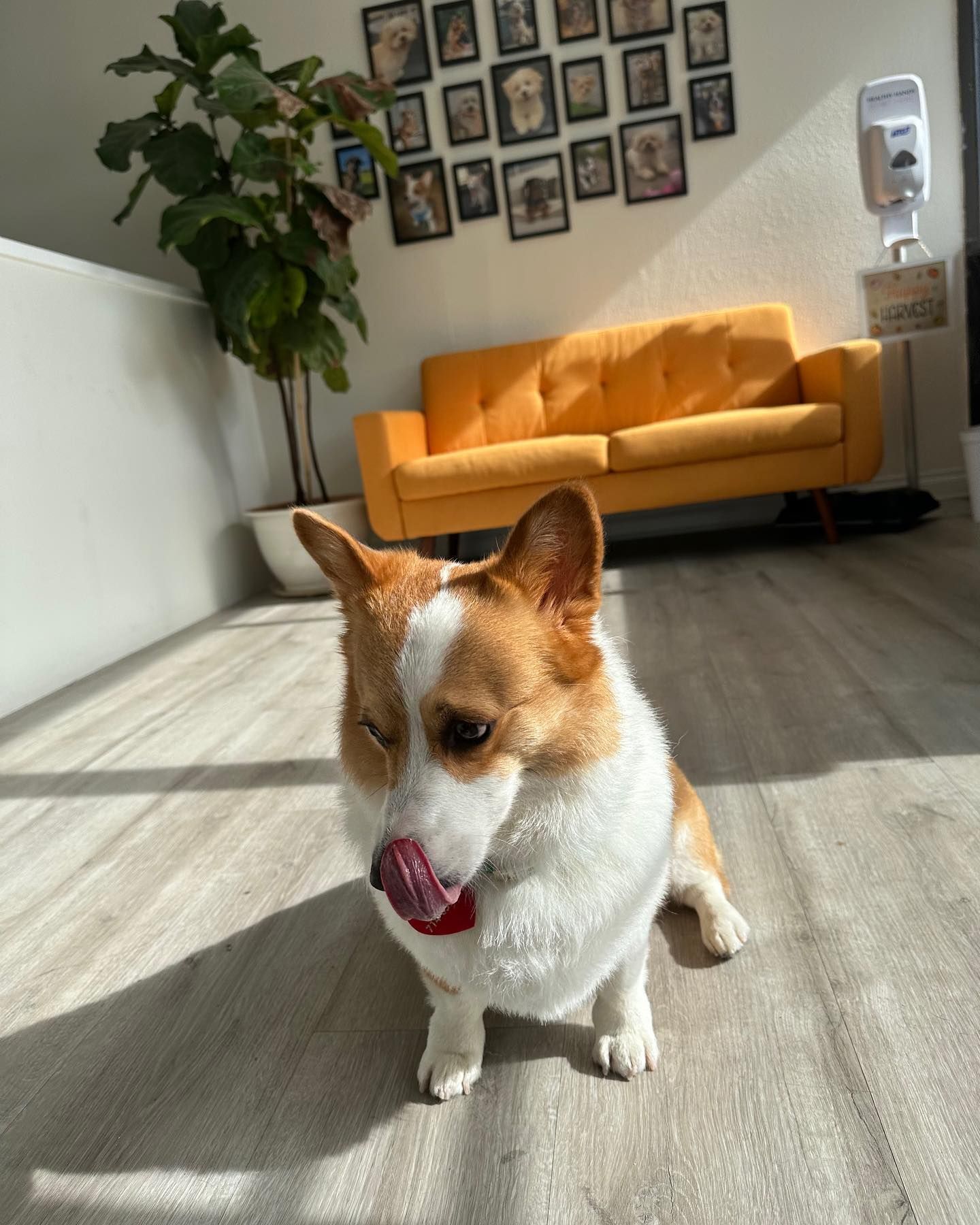Corgi dog winks, sticking tongue out. Sunny room with orange couch, plant, and dog photos on wall.
