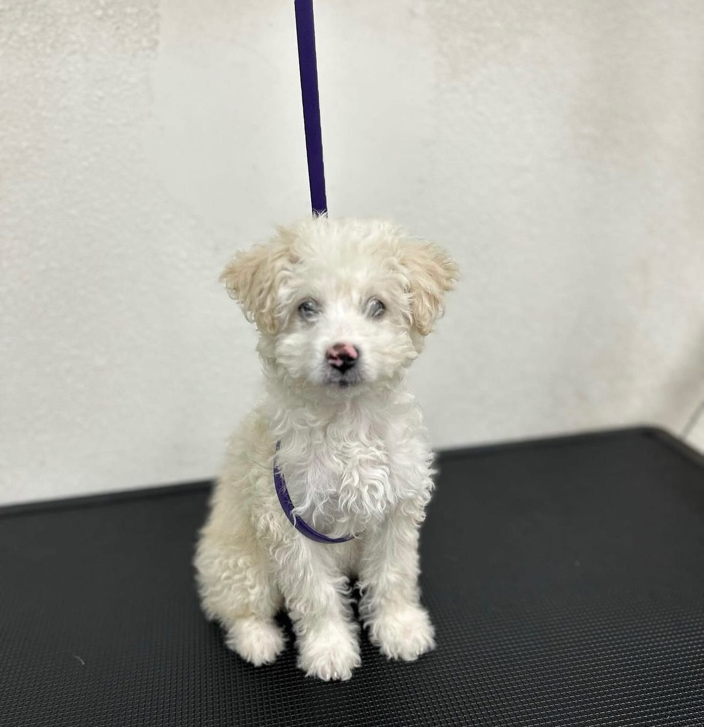 White, curly-haired puppy with a purple leash sitting on a black surface, looking forward.