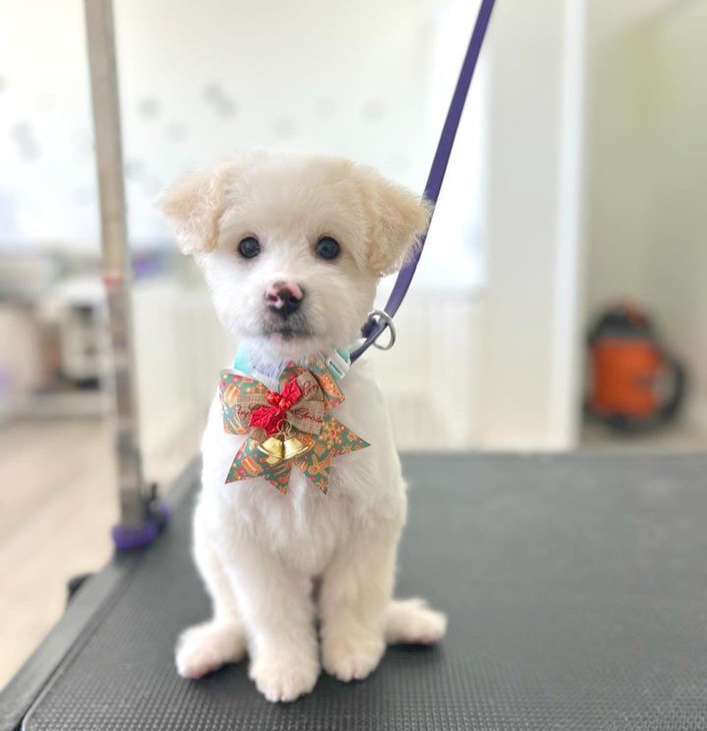 White fluffy puppy wearing a bow, sitting on a grooming table.