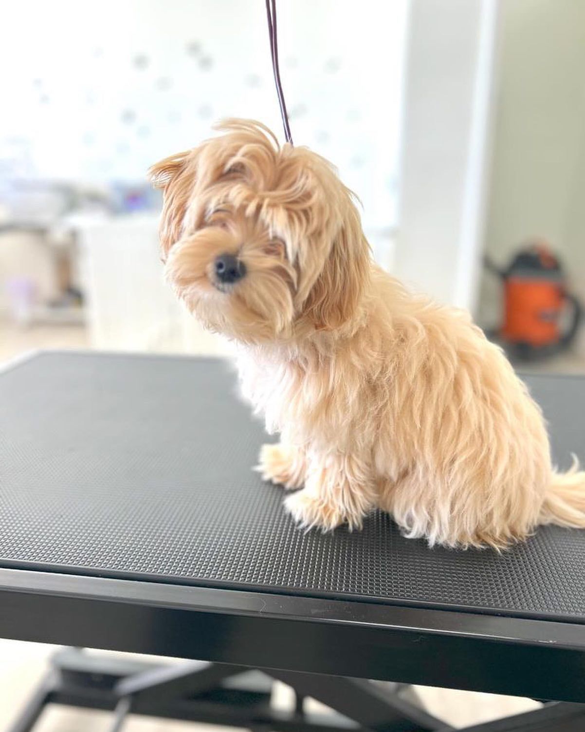 Small tan-colored dog sitting on a black grooming table, looking to the left.