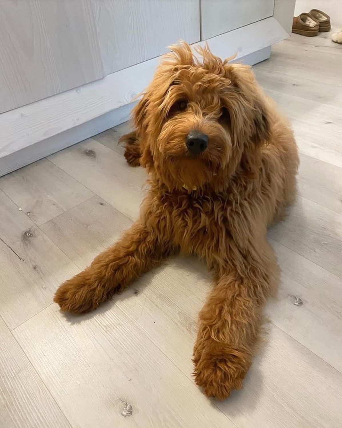 Golden-colored Goldendoodle dog lying on a wood floor, gazing at the camera.