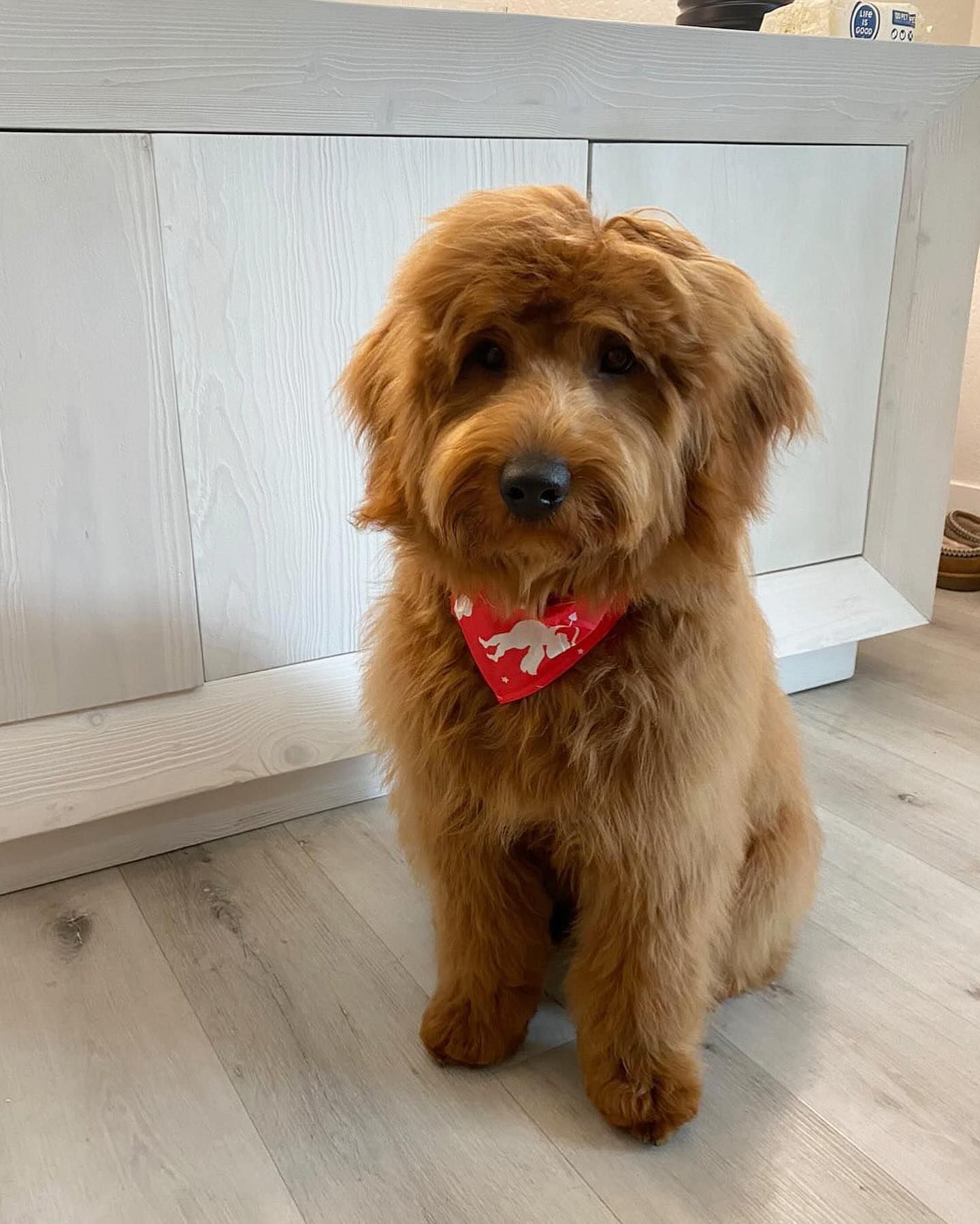 Golden-brown Goldendoodle wearing a red bandana, sitting in front of a white cabinet.