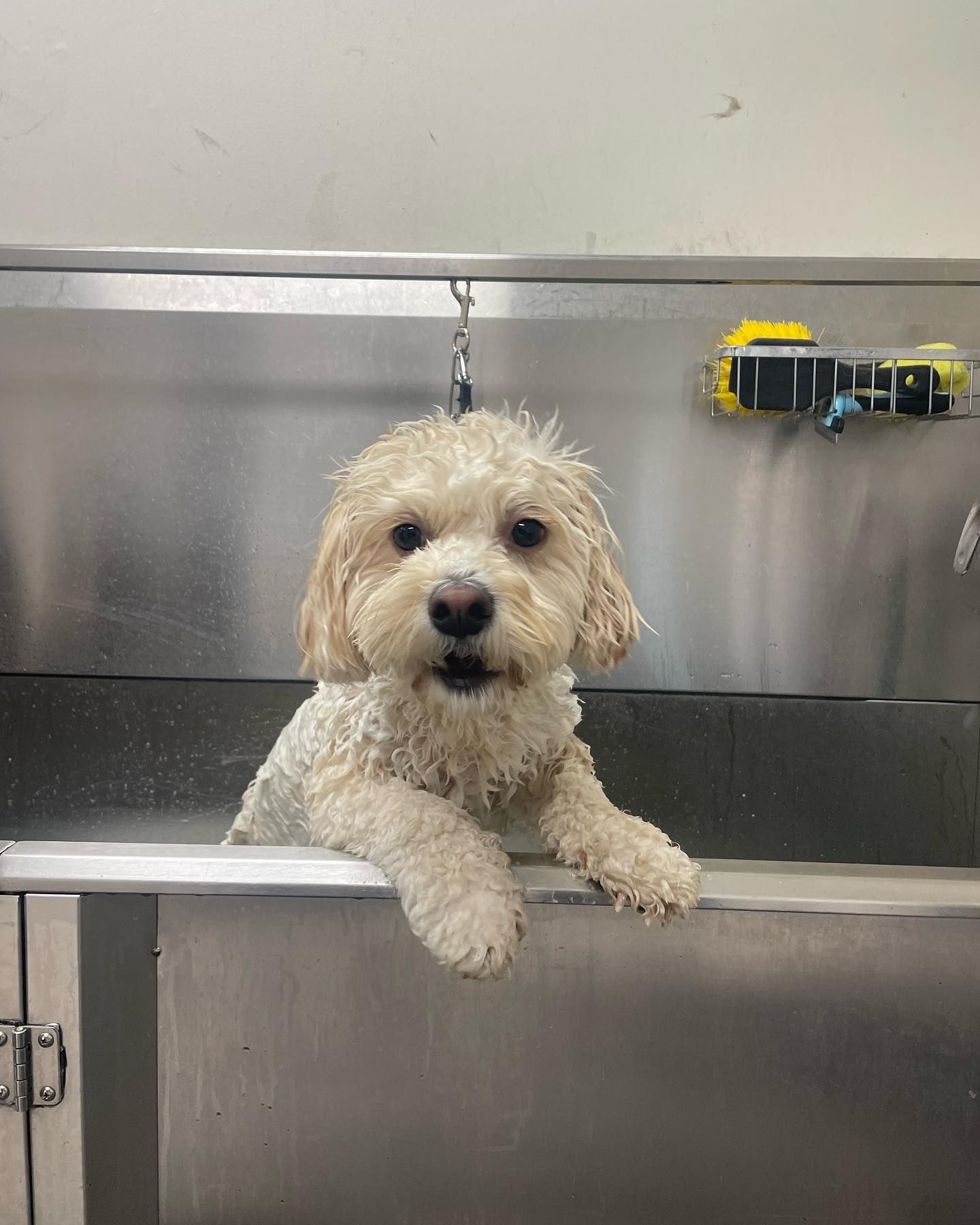 Wet, white dog in a stainless steel grooming tub; looks directly at the viewer with an open mouth.