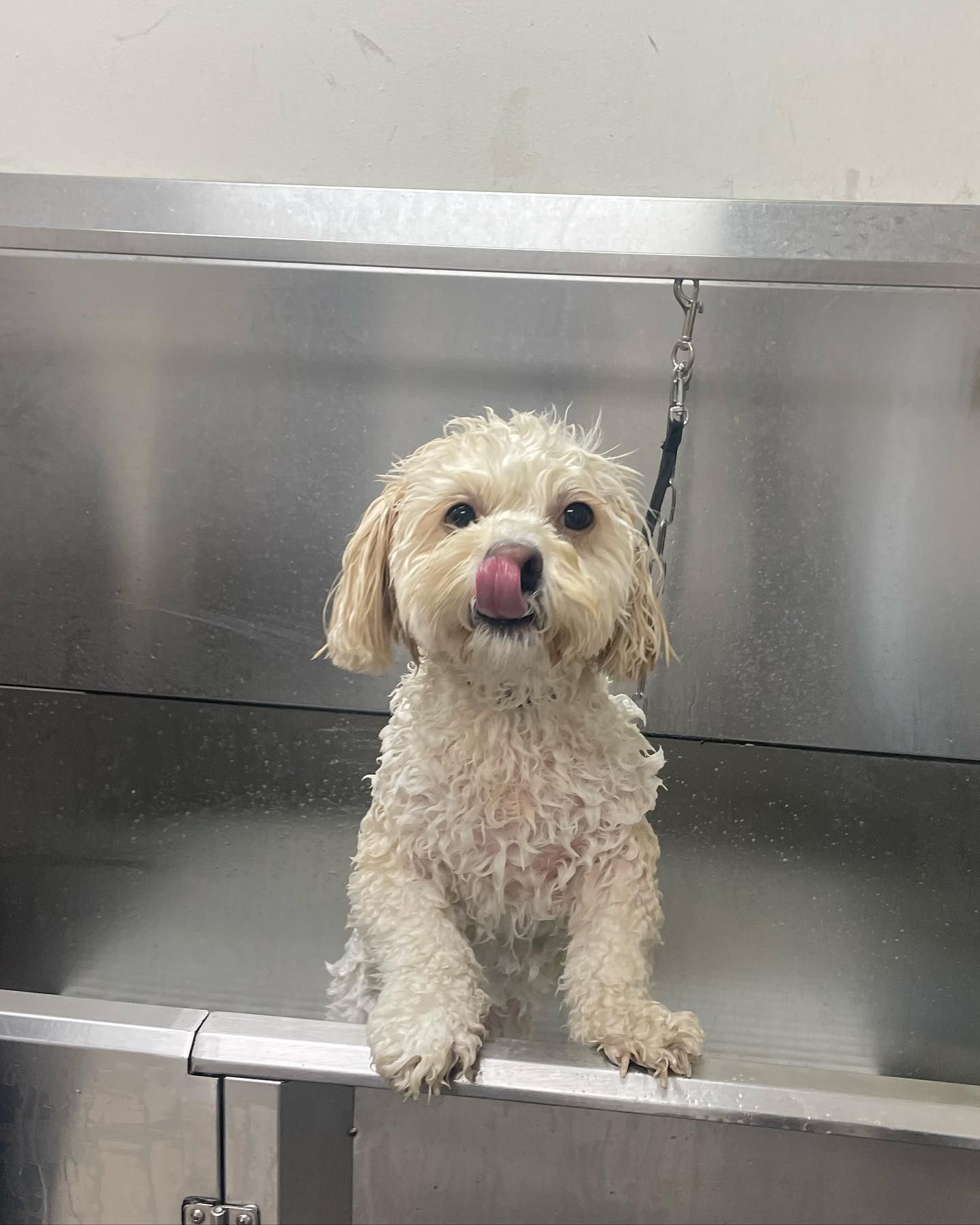 Wet, small, cream-colored dog in a stainless steel tub, licking its nose, looking at the camera.