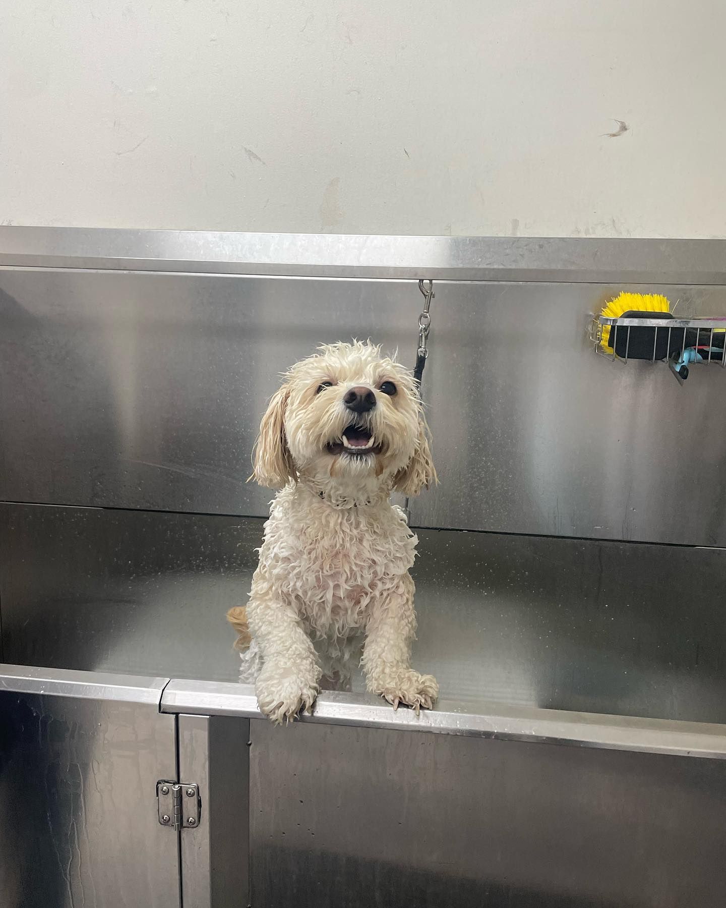 Wet, smiling dog in a stainless steel tub at a dog grooming salon, looking happy.