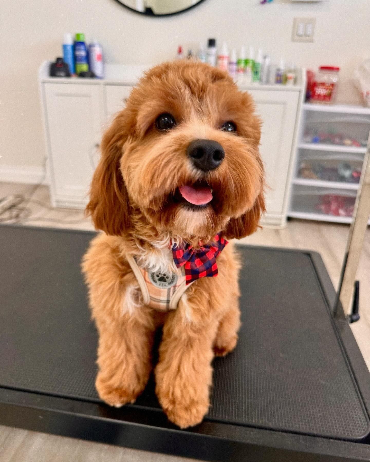 Happy Cavapoo with curly, red-brown fur, wearing a plaid bow tie, sitting on a black table.