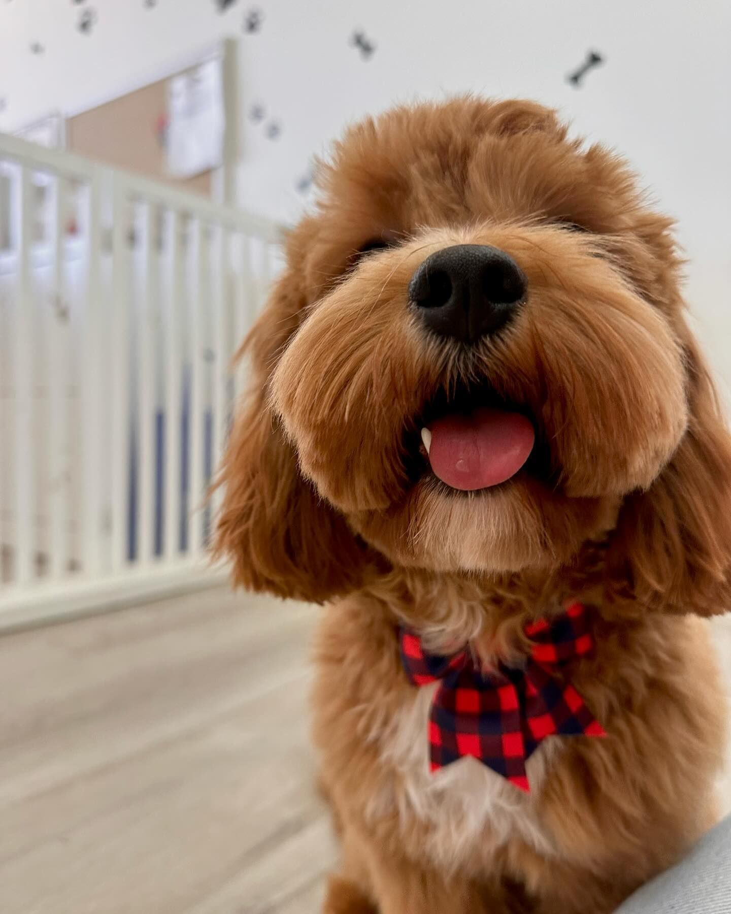 Happy-looking red Cavapoo with a red and black checkered bow tie.