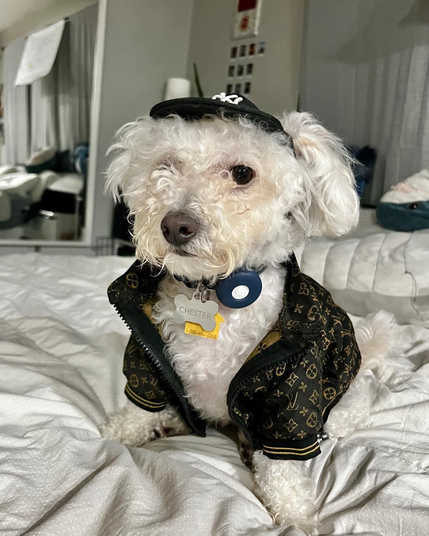 White dog wearing a hat and jacket with gold trim, sitting on a bed.