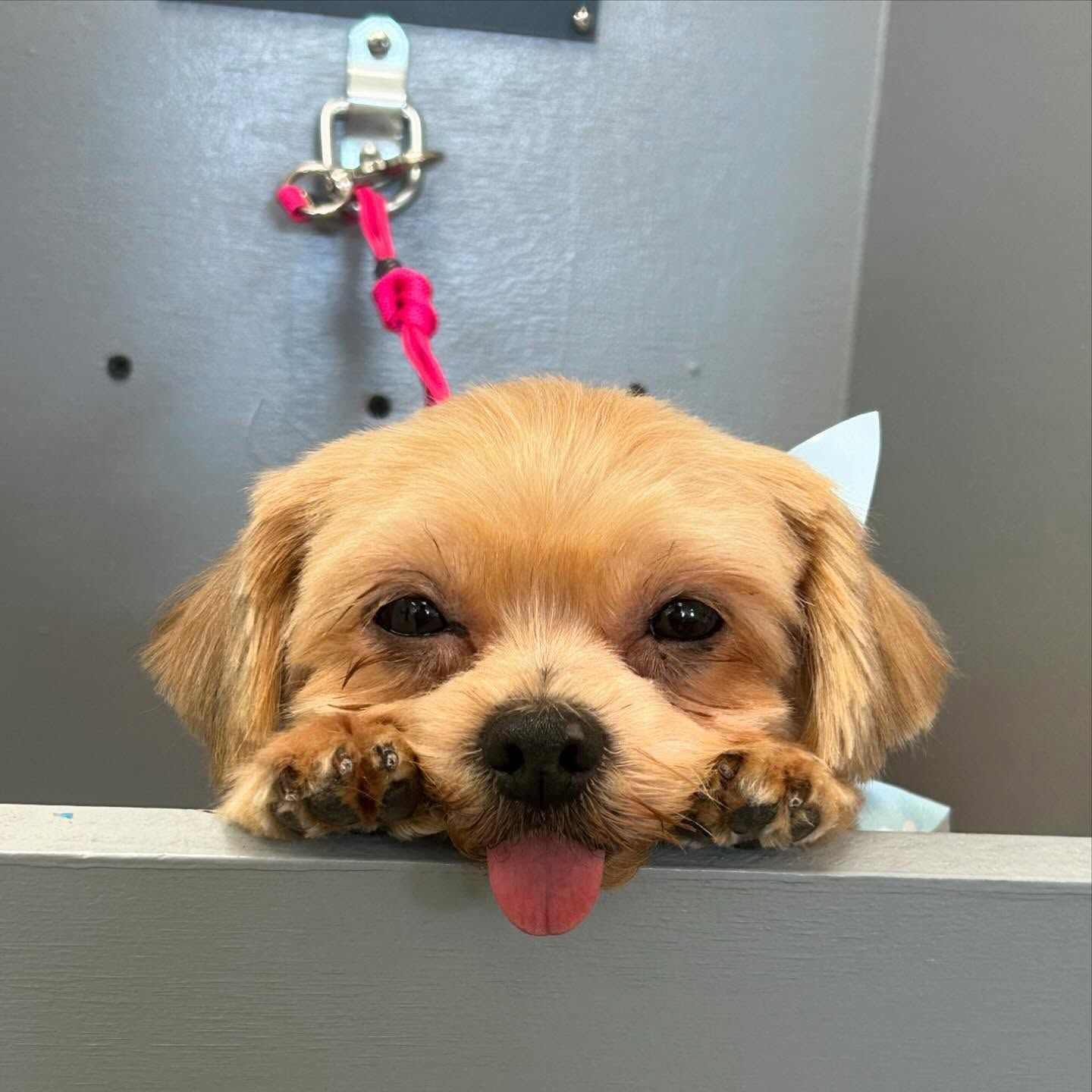 A small, light brown dog with a freshly groomed face and tongue out, resting its paws on a gray ledge.