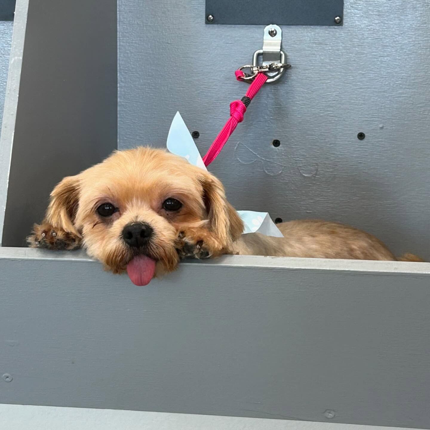 Dog with tongue out, resting in a grooming tub with pink leash and blue bow.