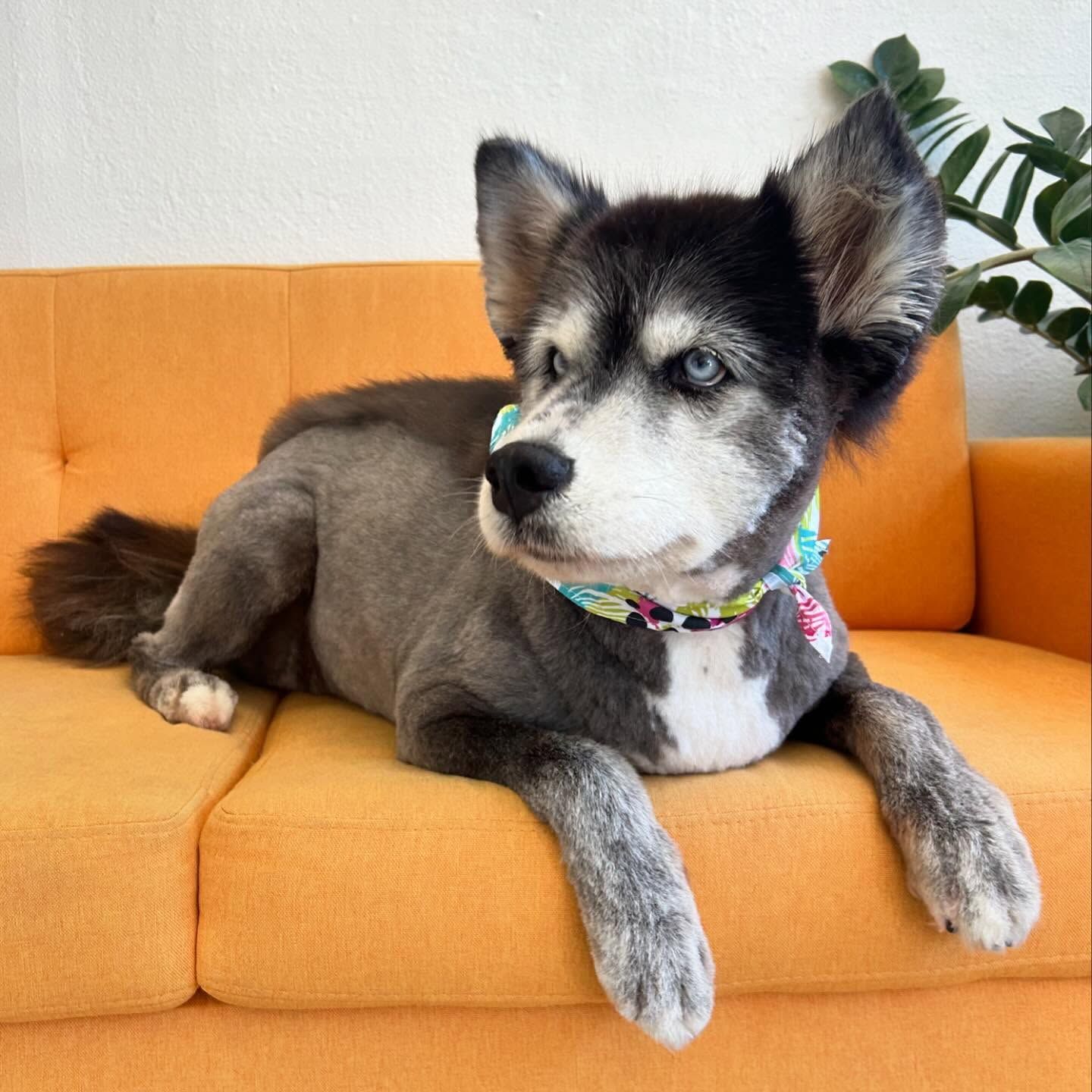 Husky dog with shaved body, laying on an orange couch, wearing a colorful collar.