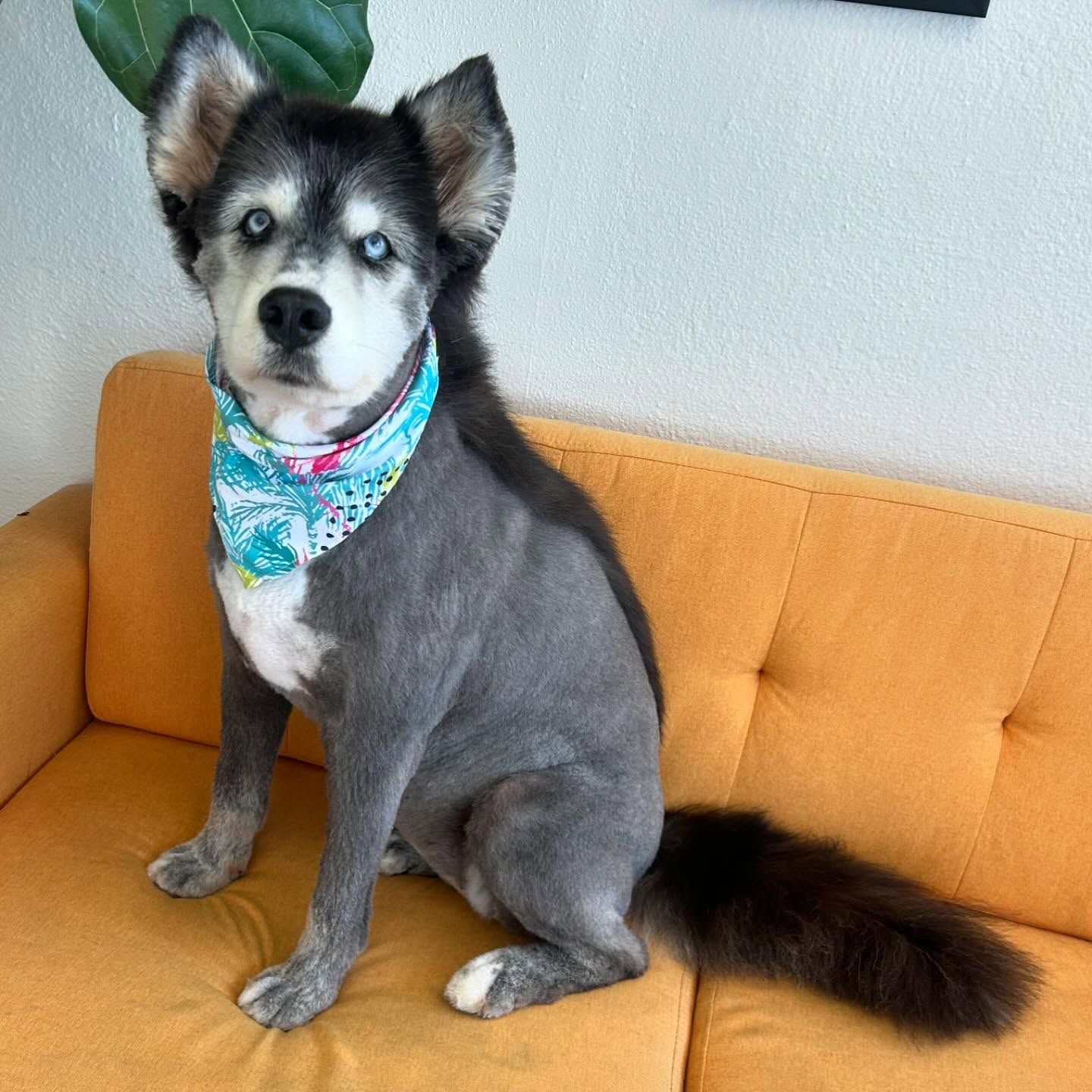 Husky mix dog with shaved body, blue eyes, bandana, sitting on orange couch.