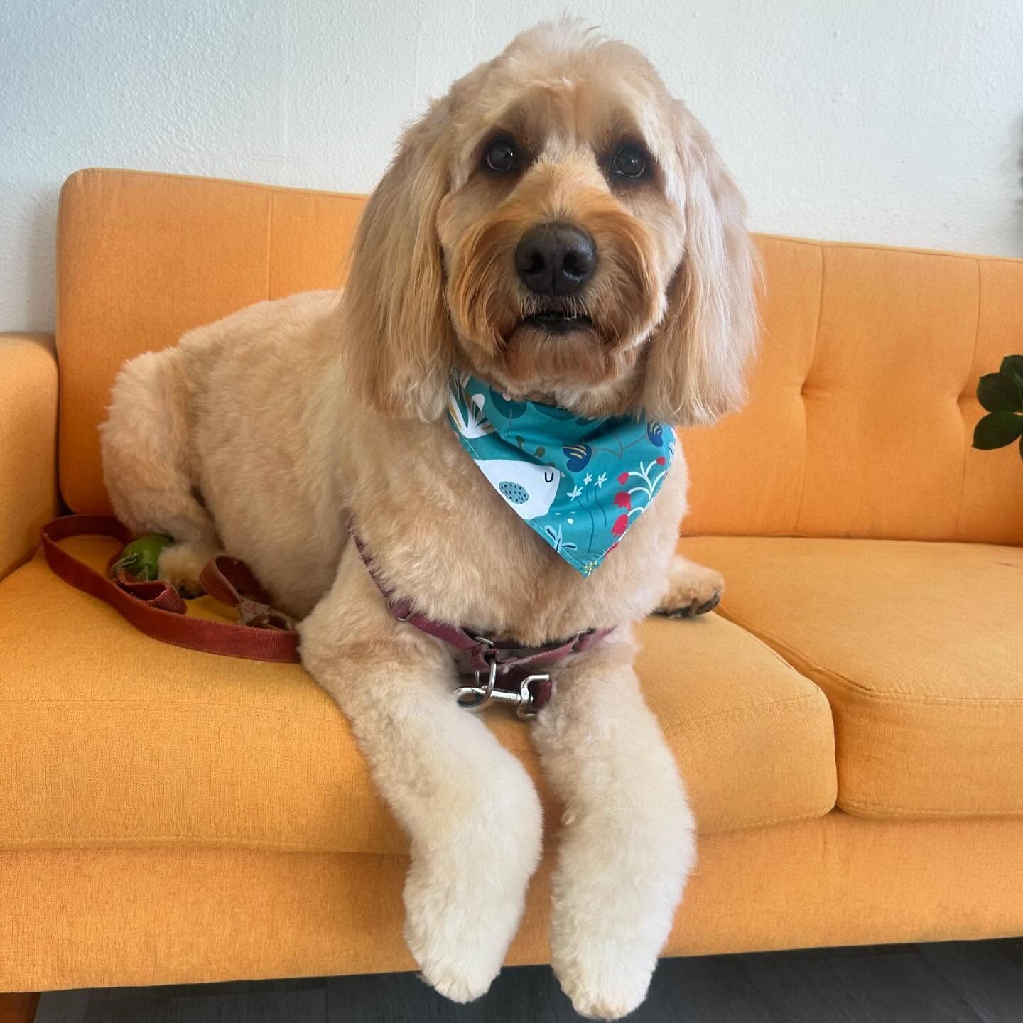 Golden doodle wearing a blue bandana, sitting on an orange couch.