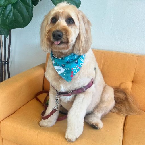 Goldendoodle wearing a bandana, sitting on a yellow couch, tongue out.