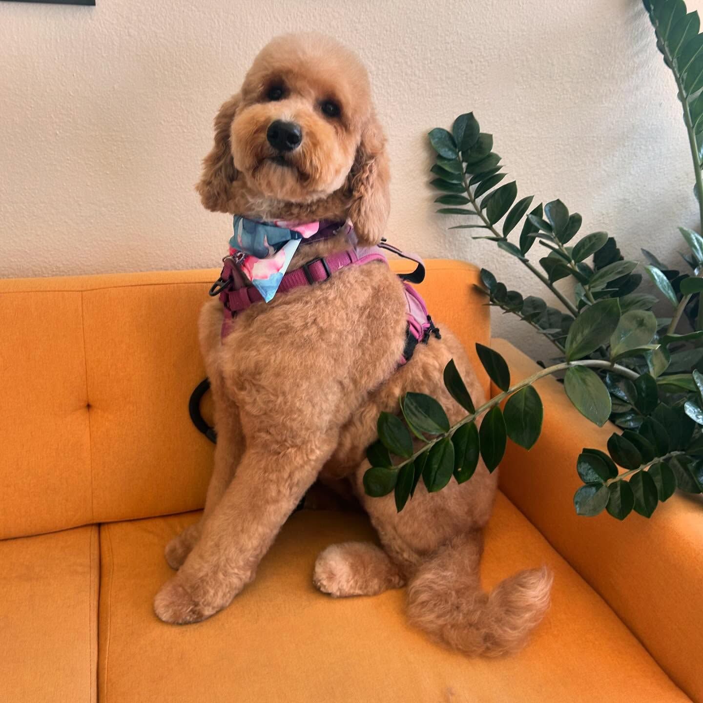 Golden-brown Cockapoo dog wearing a harness and bandana sits on an orange couch with a houseplant next to it.