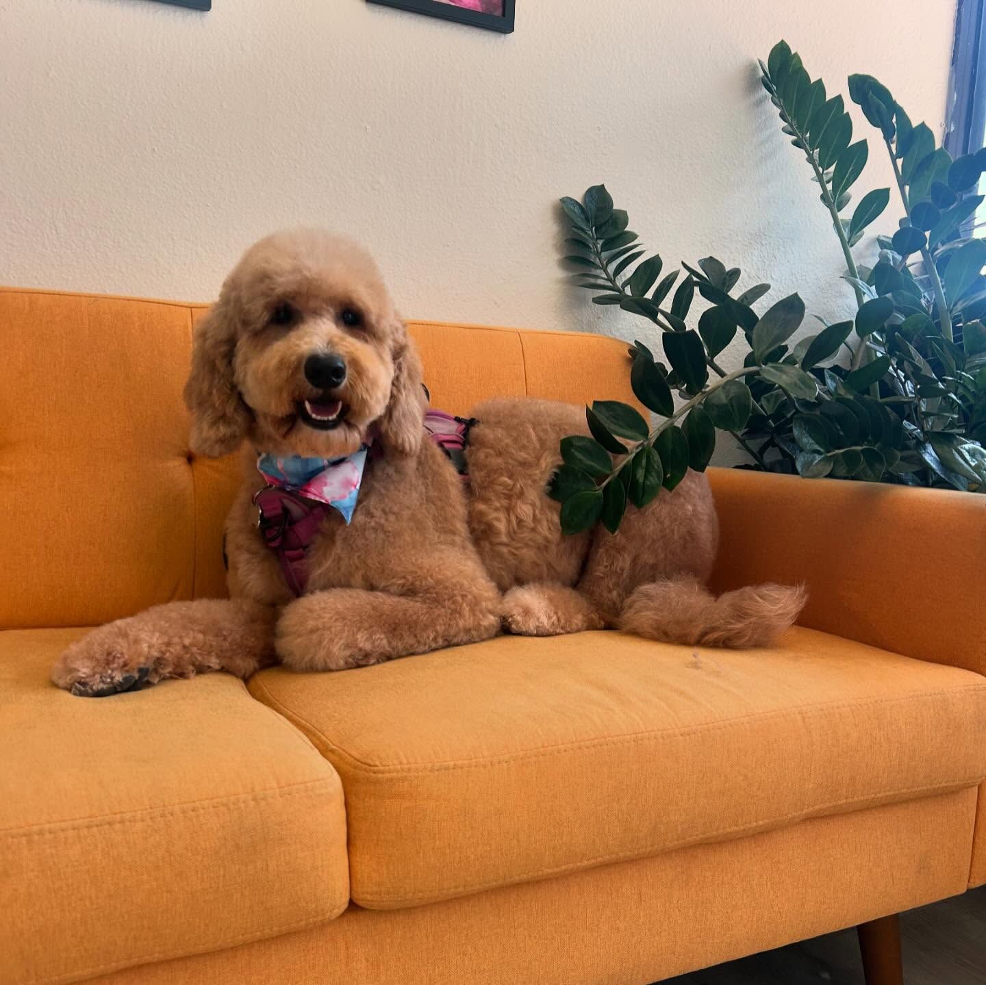 Goldendoodle dog wearing a bow tie, lounging on an orange couch.