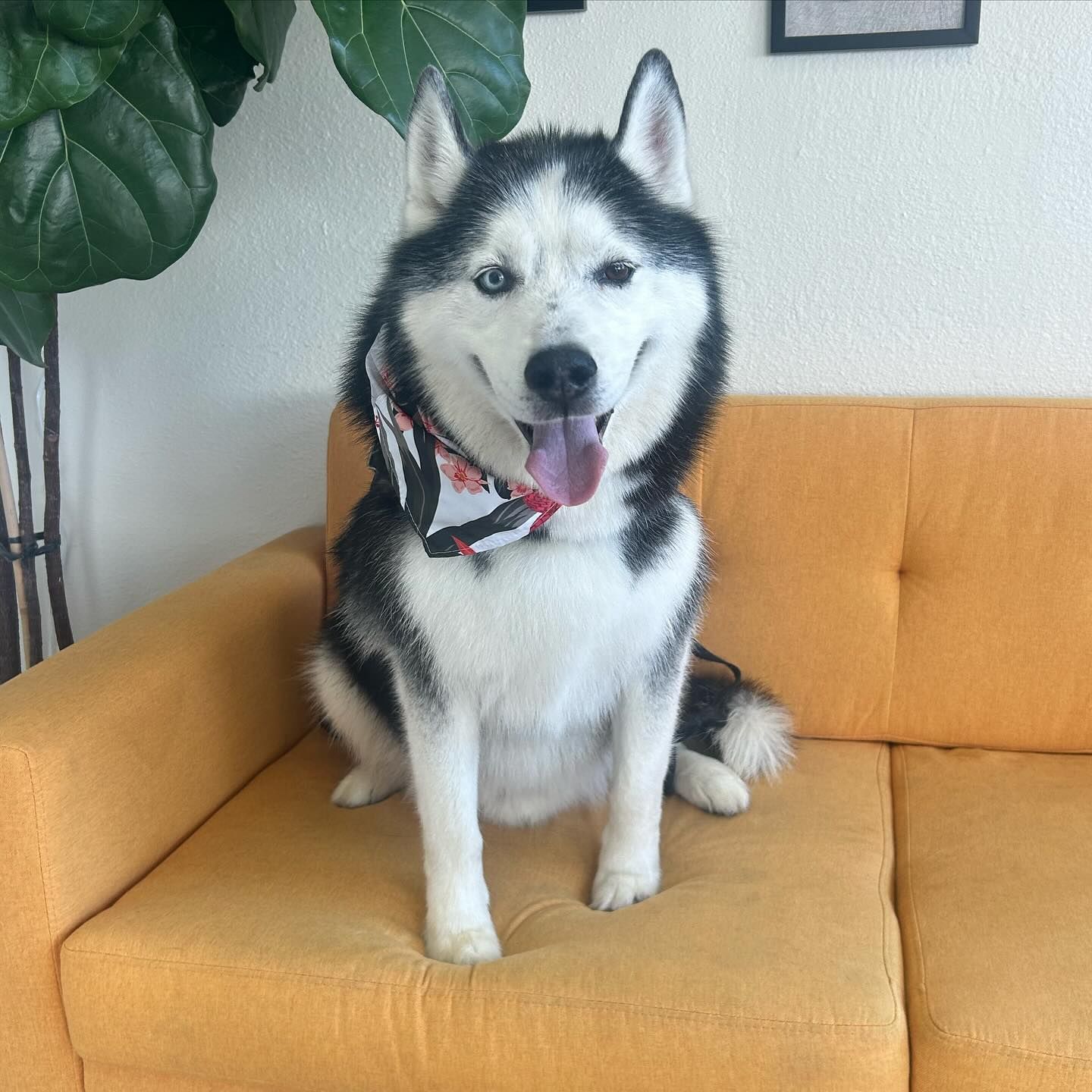 Siberian husky with one blue eye, sitting on a yellow couch and panting, wearing a bandana.