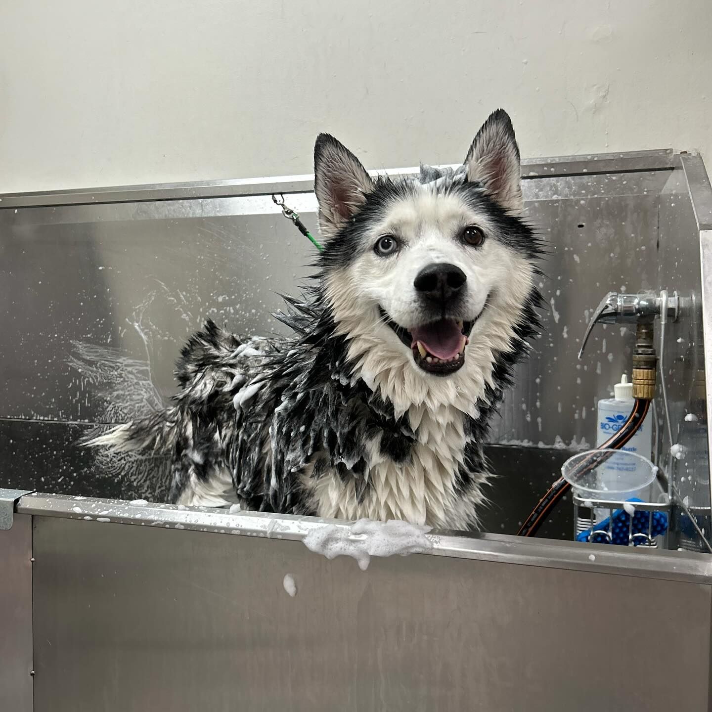 A wet, happy husky dog in a stainless steel tub, being bathed, with water and suds spraying.