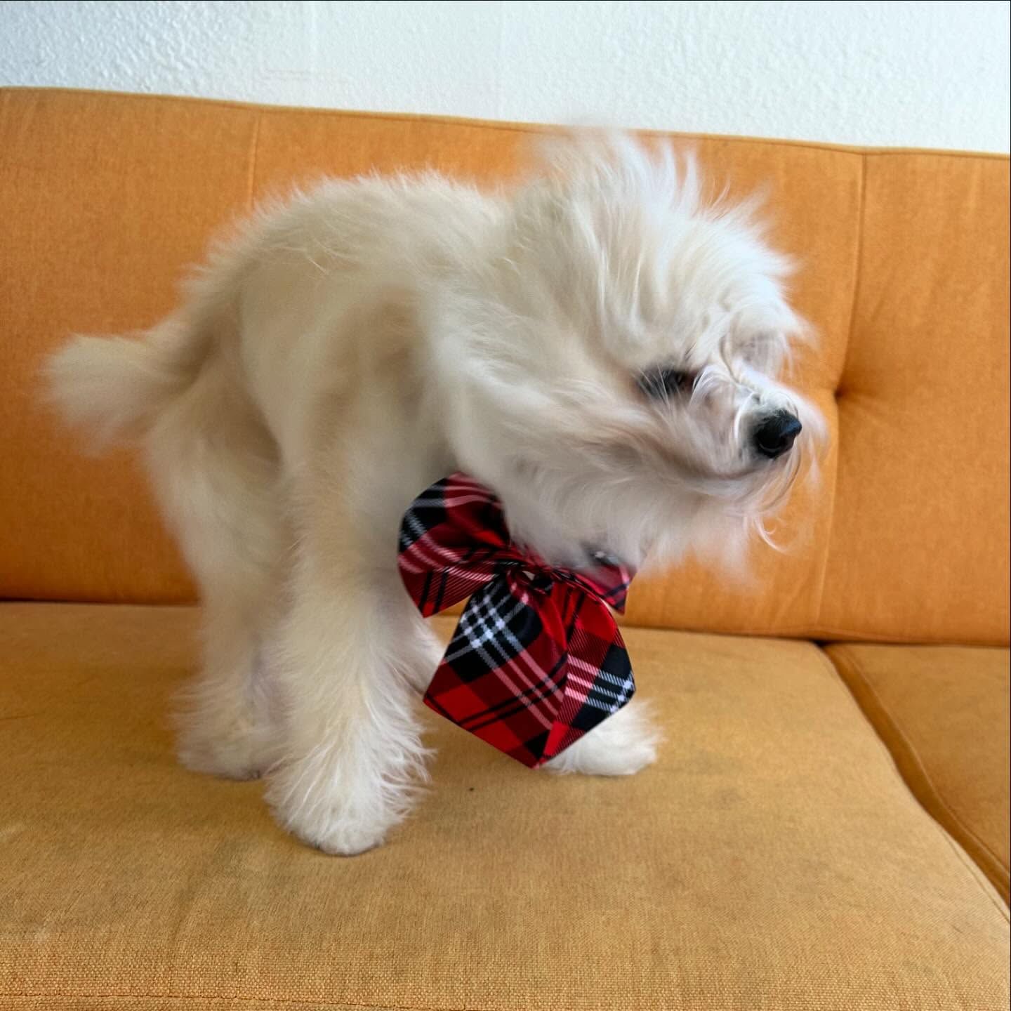 White fluffy dog with red and black plaid bow tie, standing on a yellow couch.