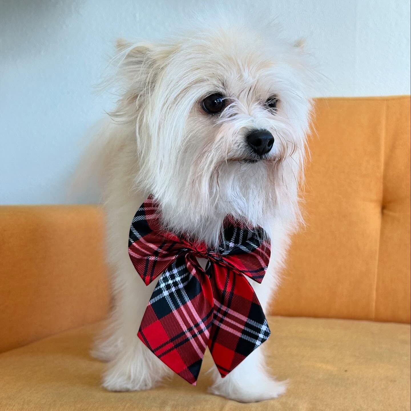 White dog with a red and black plaid bow tie, sitting on an orange couch.