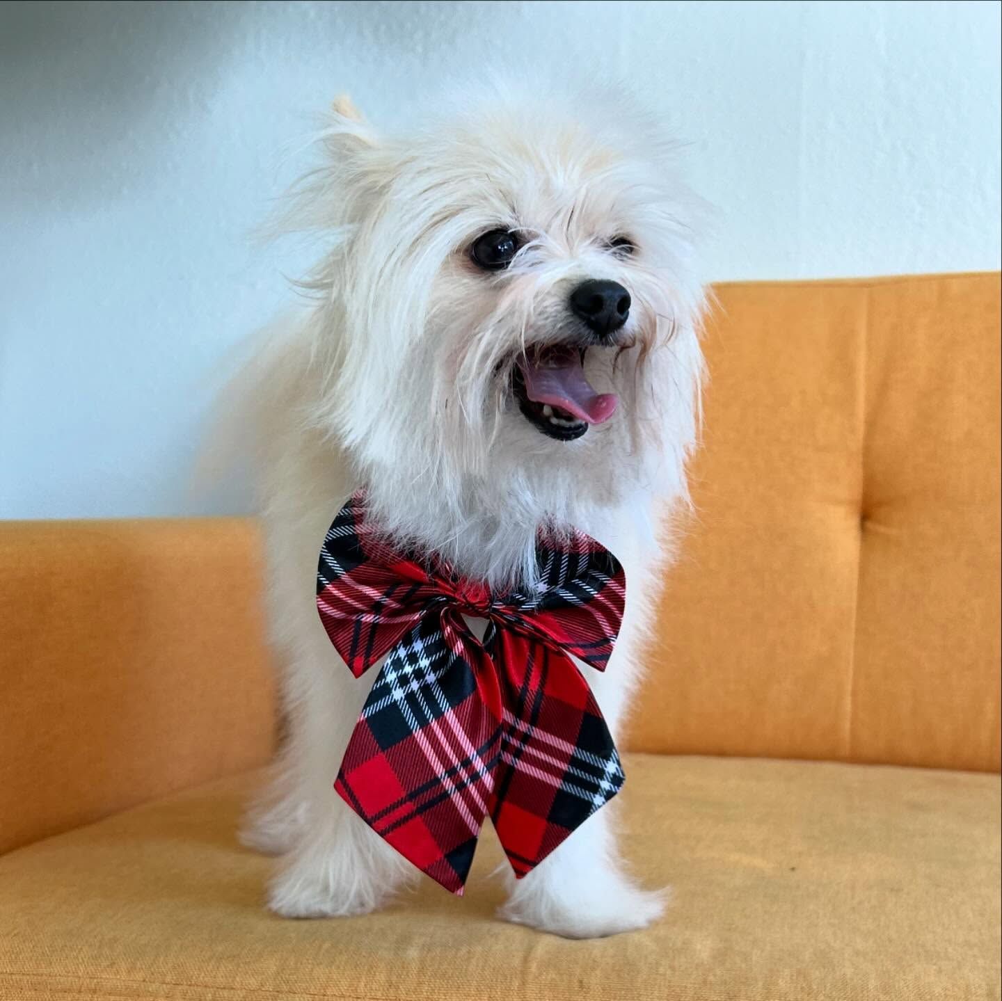 White dog with a red and black plaid bow tie smiles, sitting on an orange couch.