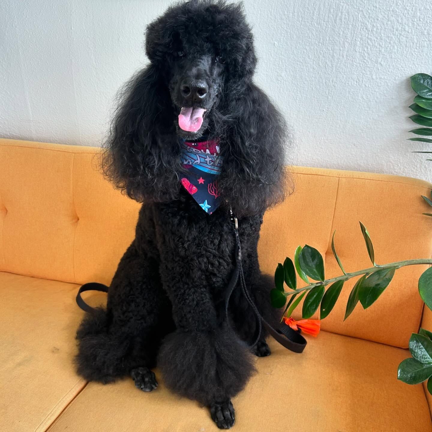 Black poodle with a stylish haircut, wearing a patterned scarf, sitting on an orange couch, tongue out.