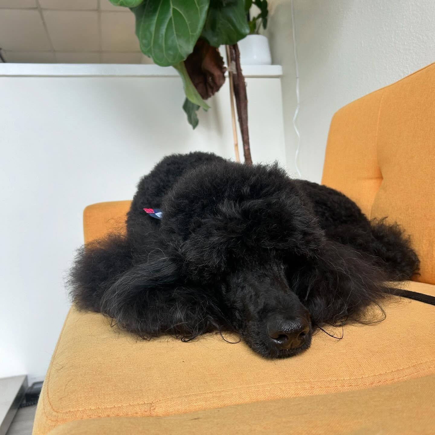 Black dog resting on an orange couch.