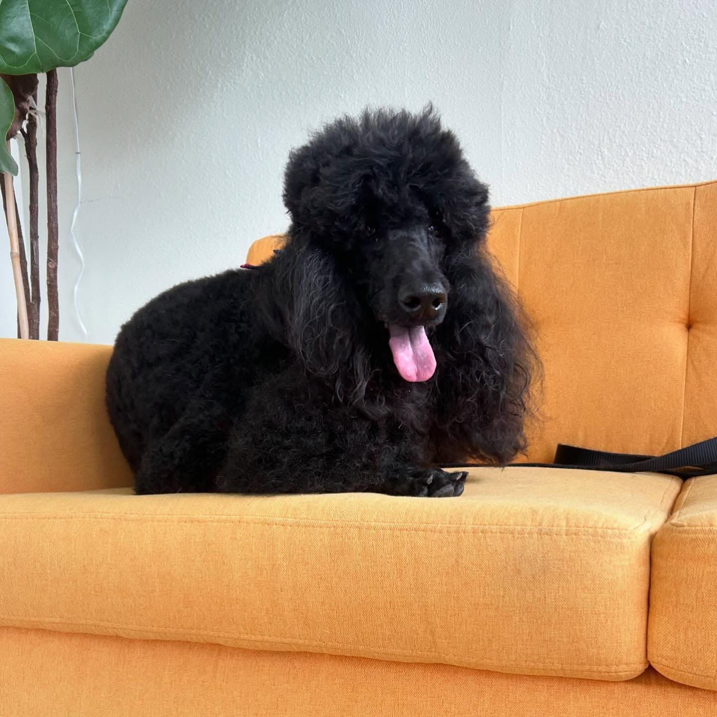 Black poodle resting on an orange couch, tongue out.