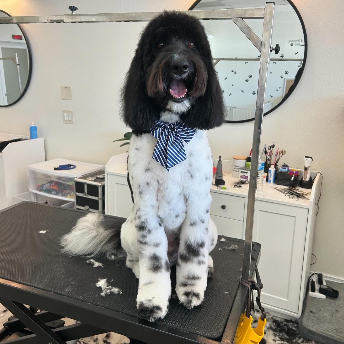 Dog with black and white spots, wearing a bow tie, sitting on a grooming table in a salon.