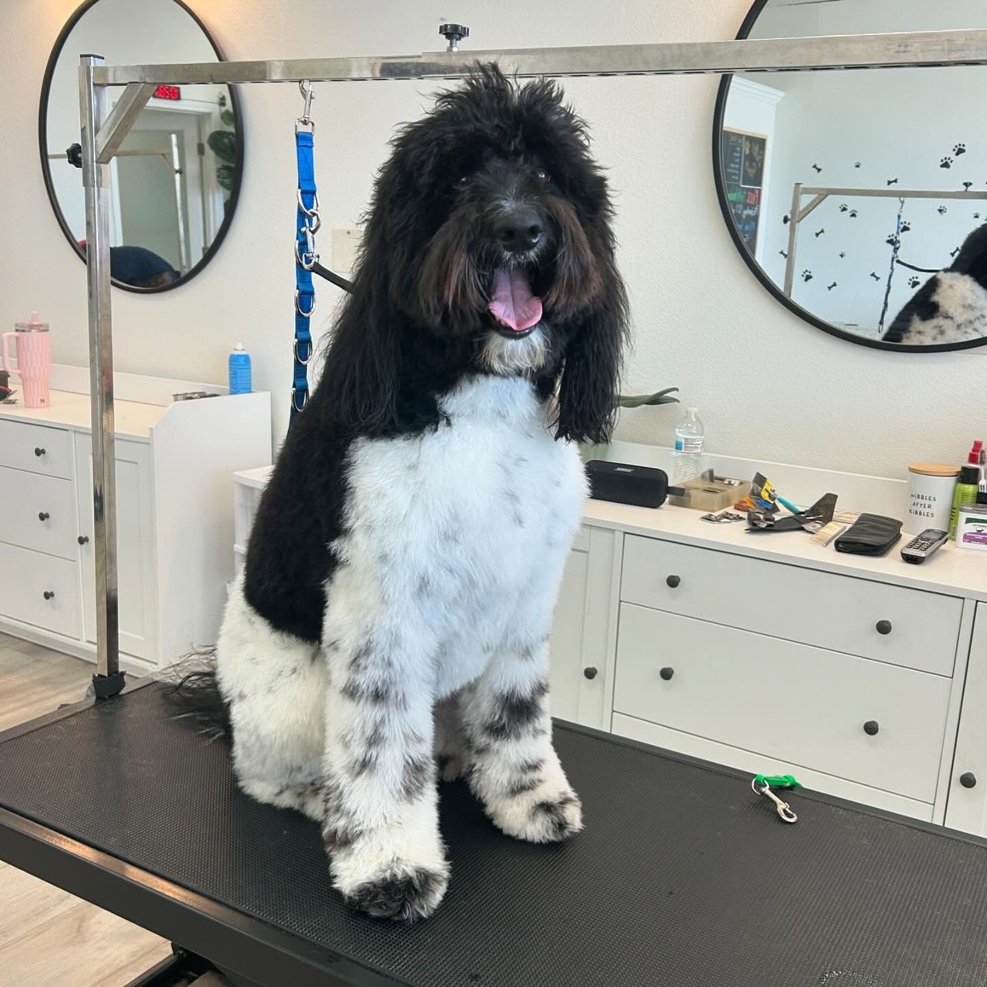 A black and white dog, freshly groomed, sits on a grooming table.