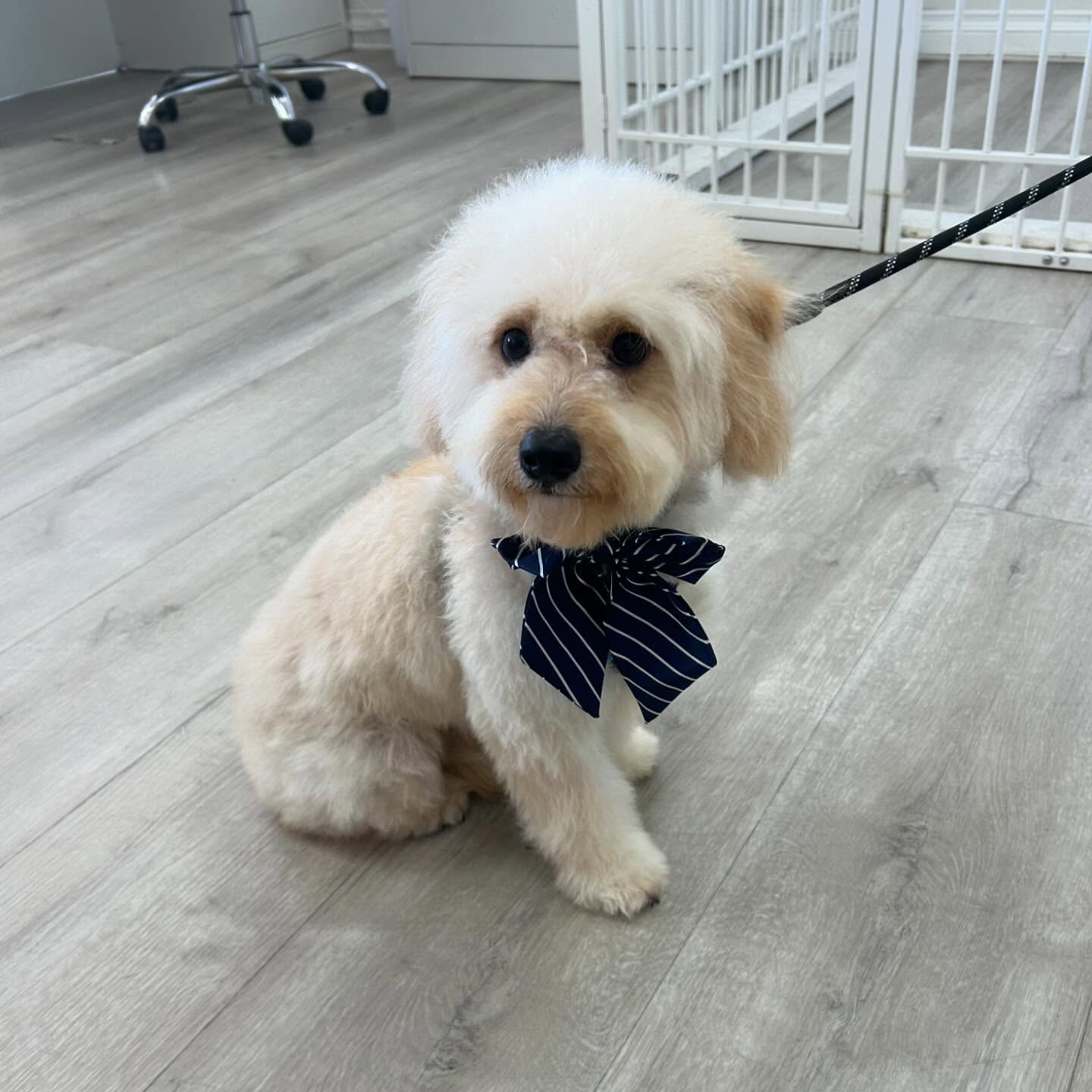 A small, cream-colored dog with a bow tie sits on a light wood floor, looking at the camera.