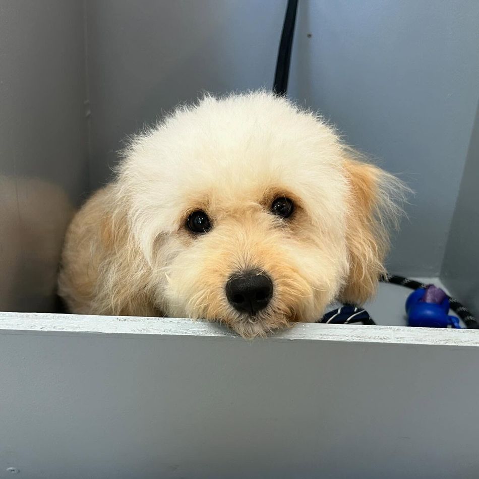 A small, cream-colored dog with a teddy-bear cut in a grooming tub, looking at the camera.