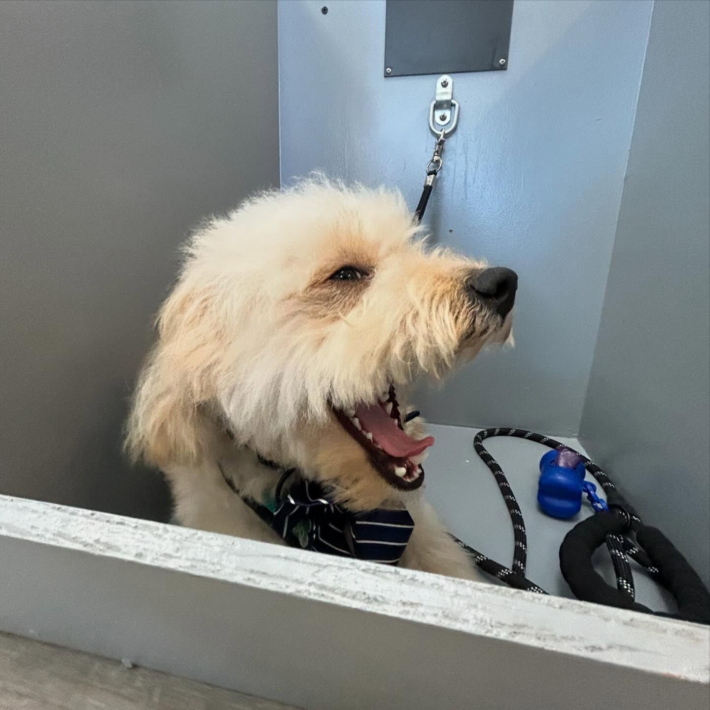 Dog in a grooming tub, smiling with mouth open, wearing a bowtie.