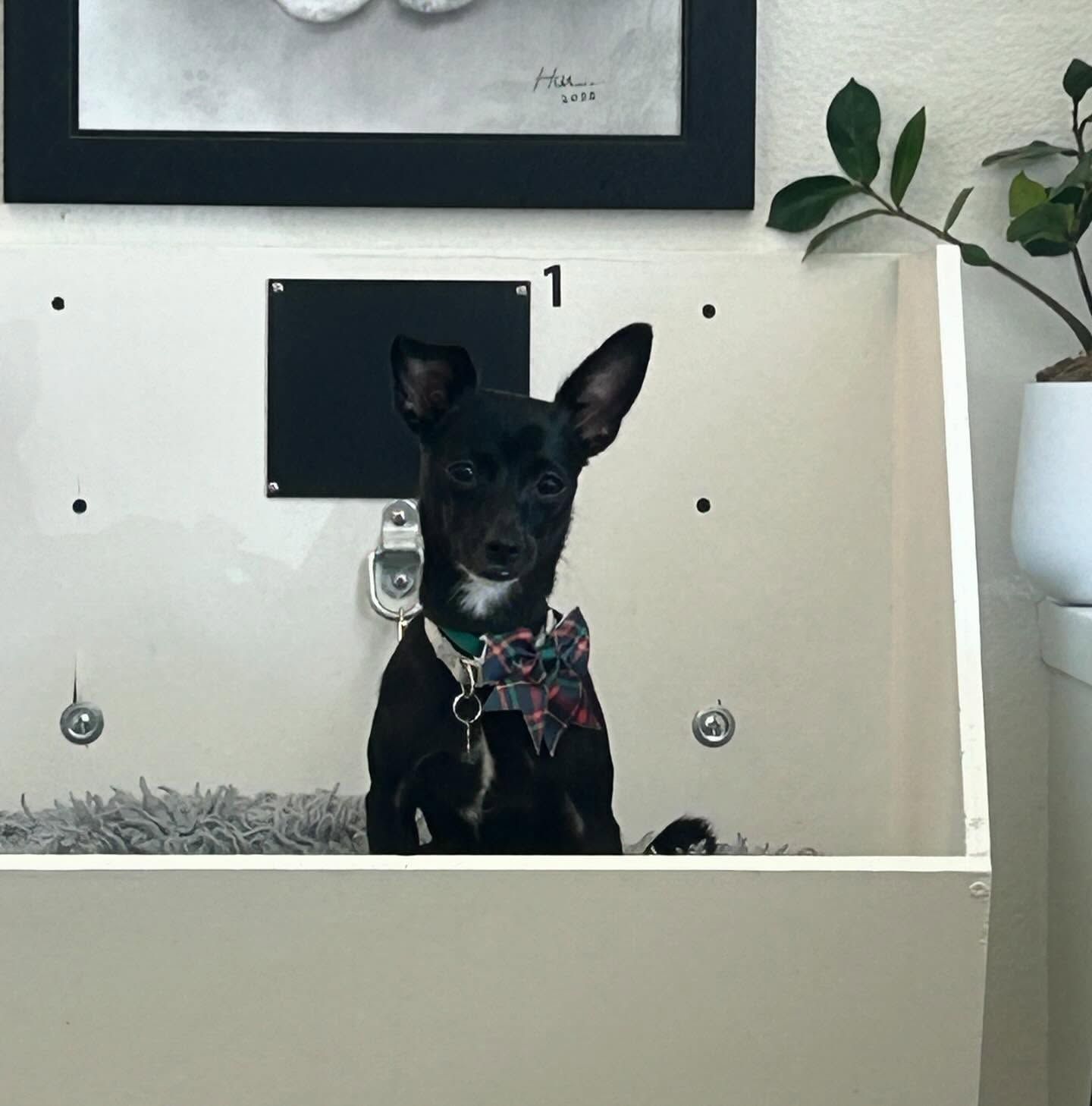 Black dog with a bow tie in a white bath.