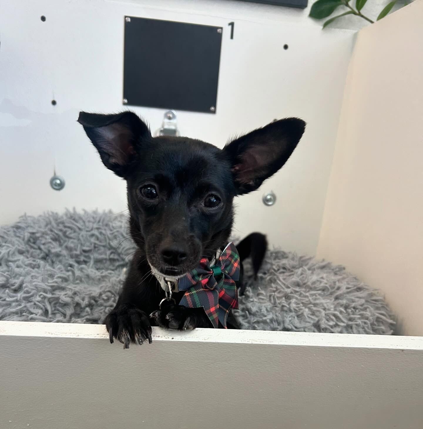 Black dog with large ears wearing a plaid bow tie, resting in a gray bed.
