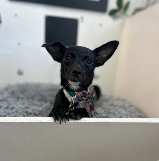 Black dog with a plaid bow tie, looking over a white ledge with a fluffy grey bed, indoors.