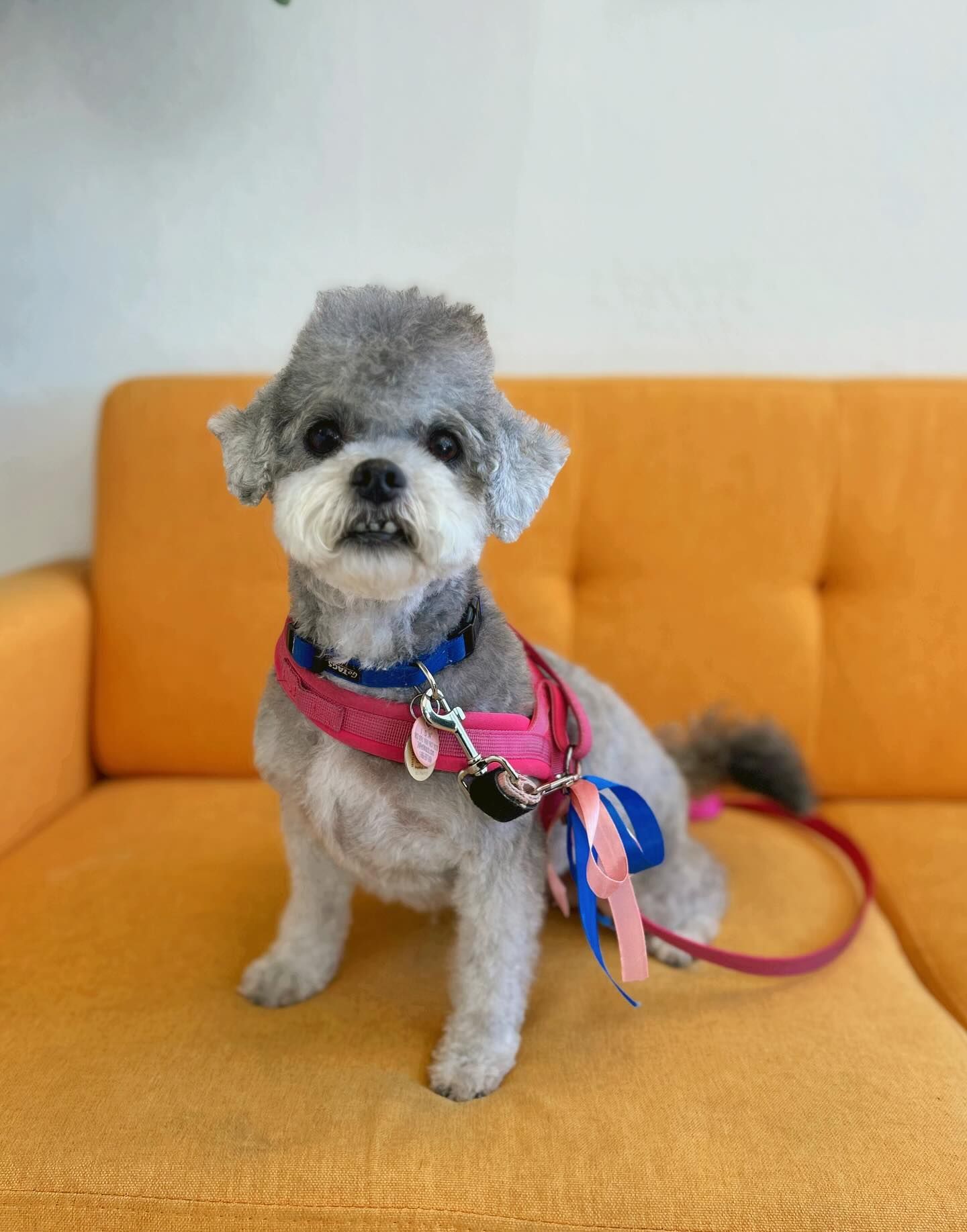 Gray dog with stylish haircut, sitting on orange couch, wearing pink harness and leash.